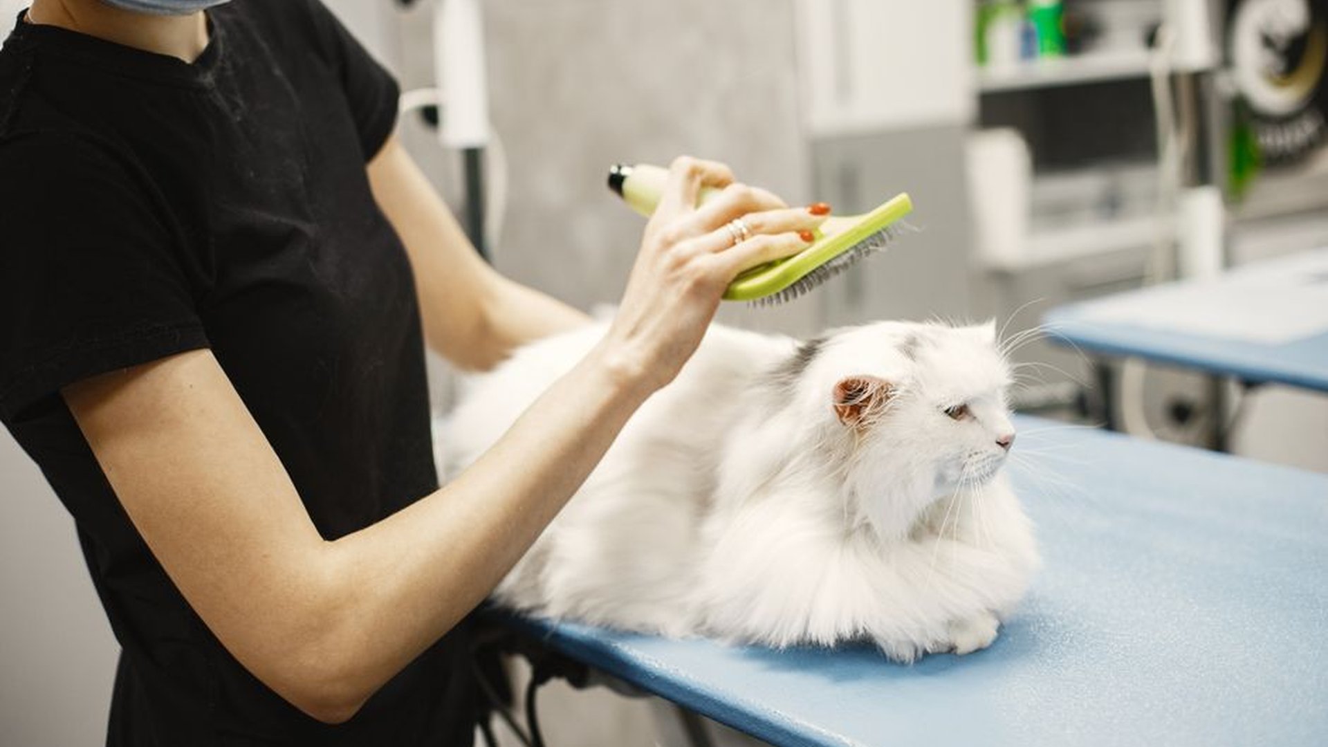 cat grooming rubber curry brush weekly brushing sh