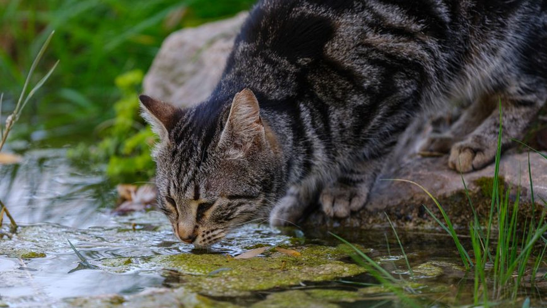 cat drinking water bowl dry coat wet nose fur hydr