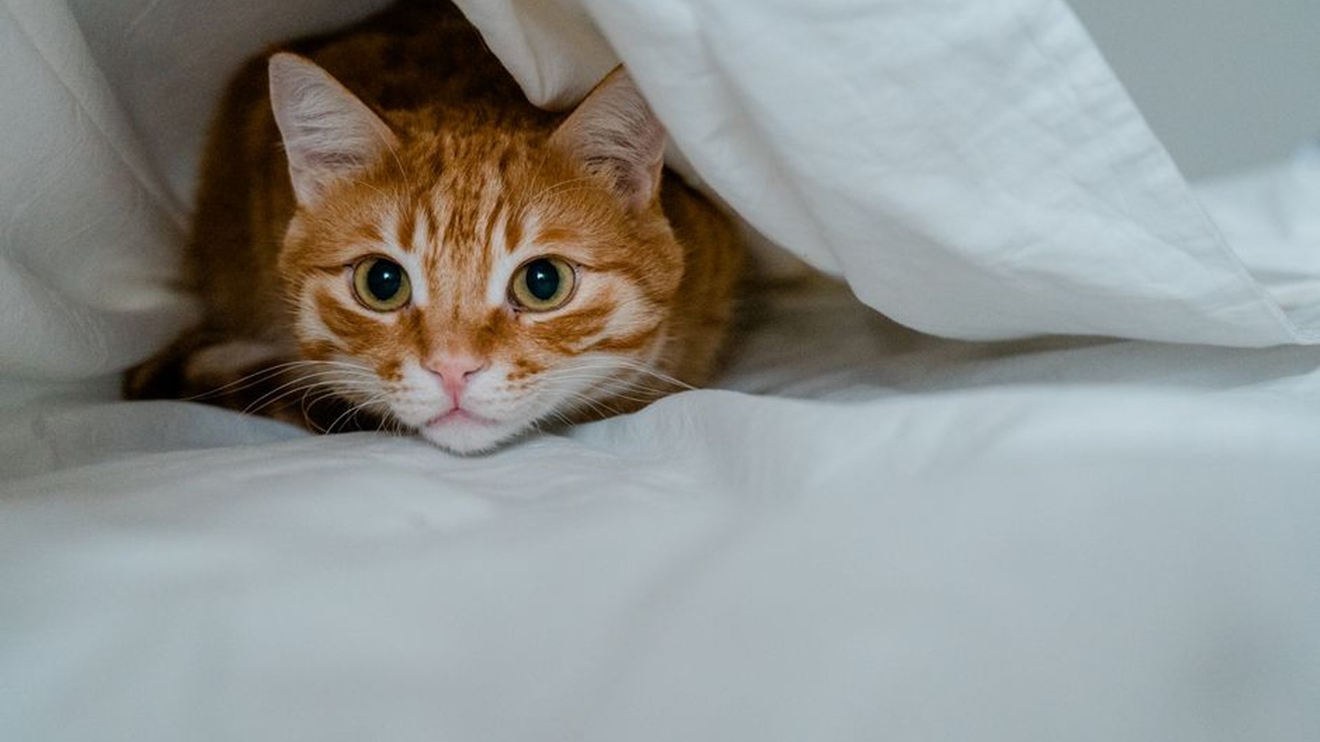 cat hiding under bed stressed expression fur loss