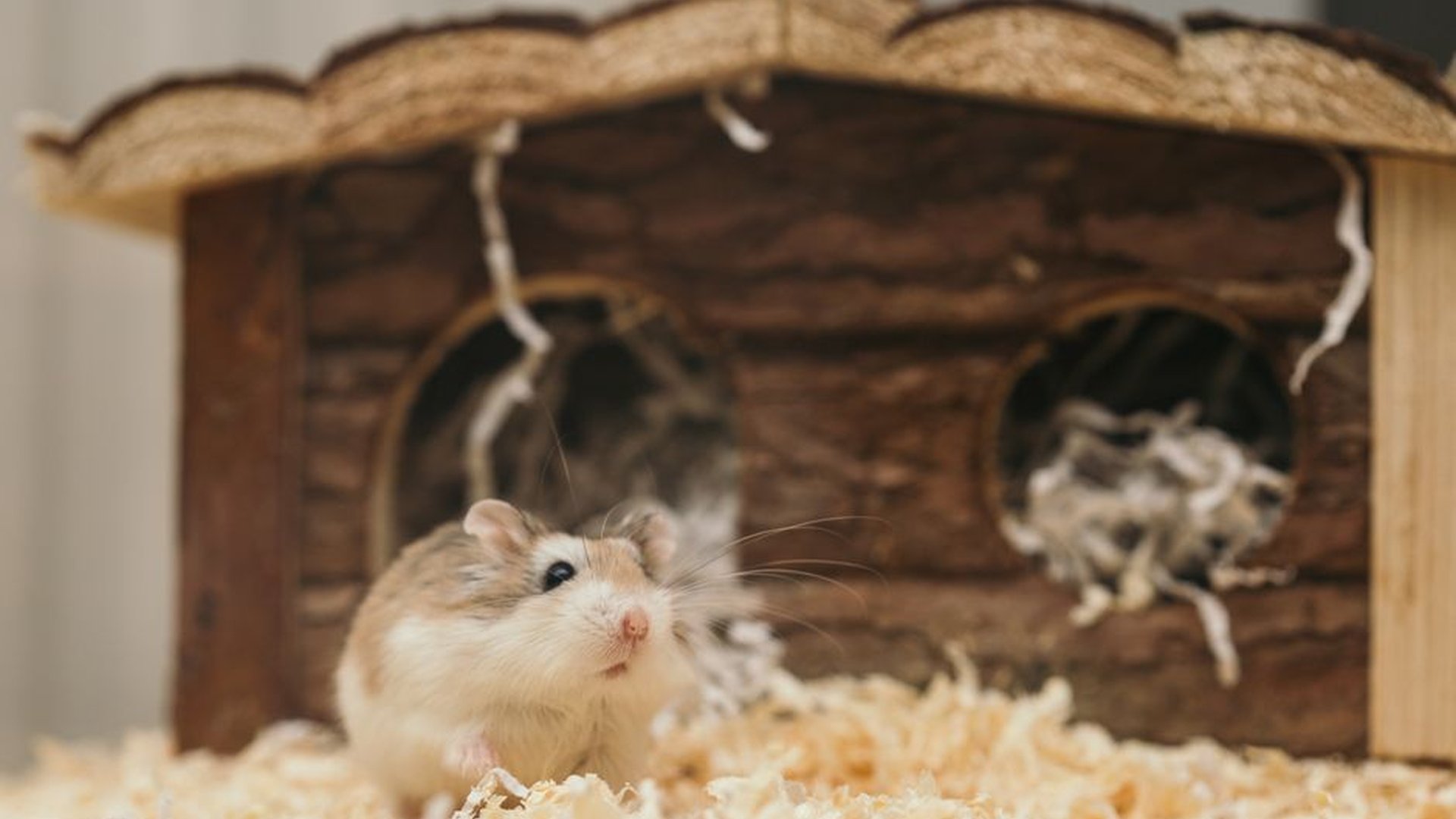 hamster cage plastic bin wire lid running wheel bu