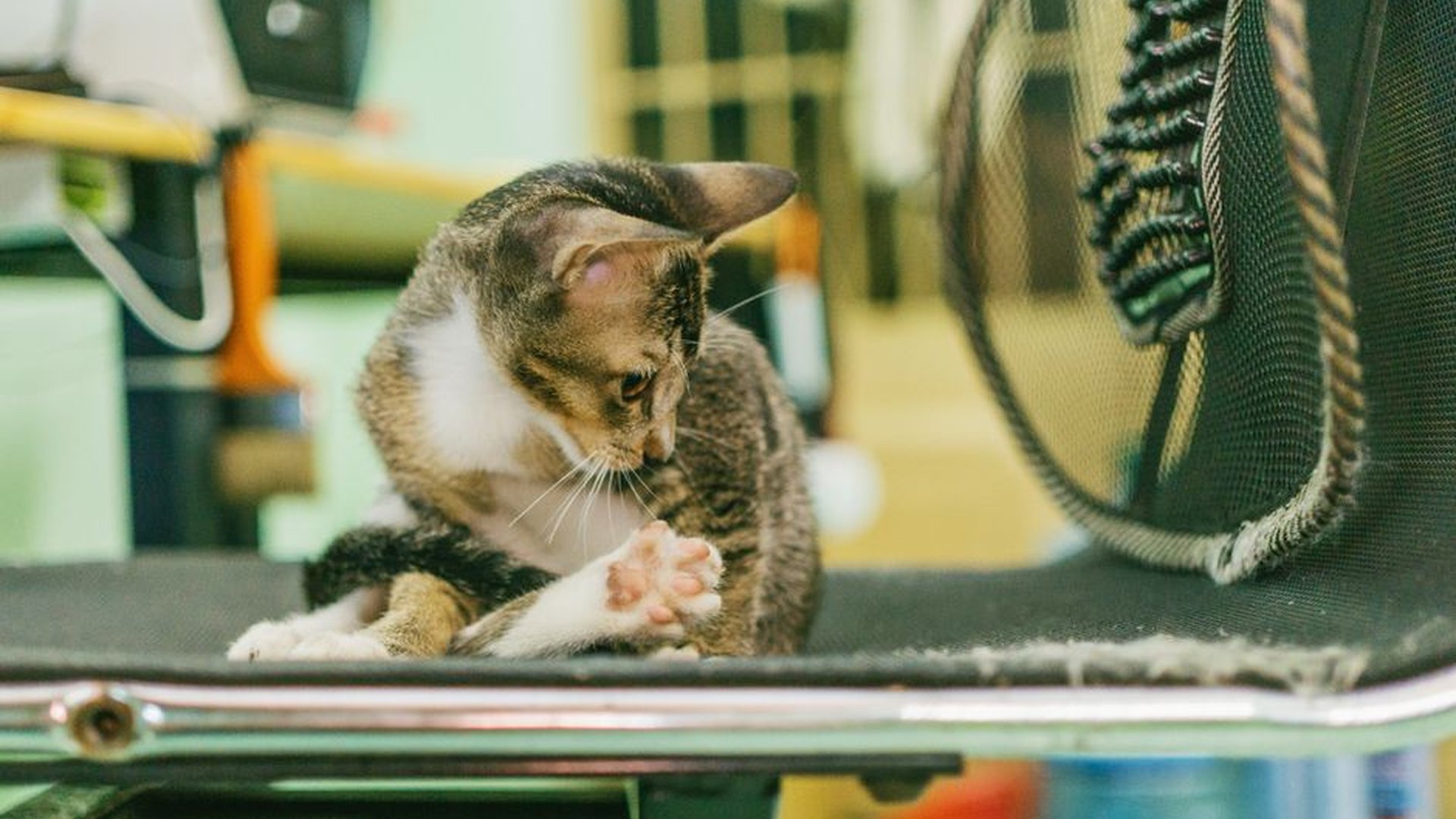 electrical cord chewed by cat household hazard pet