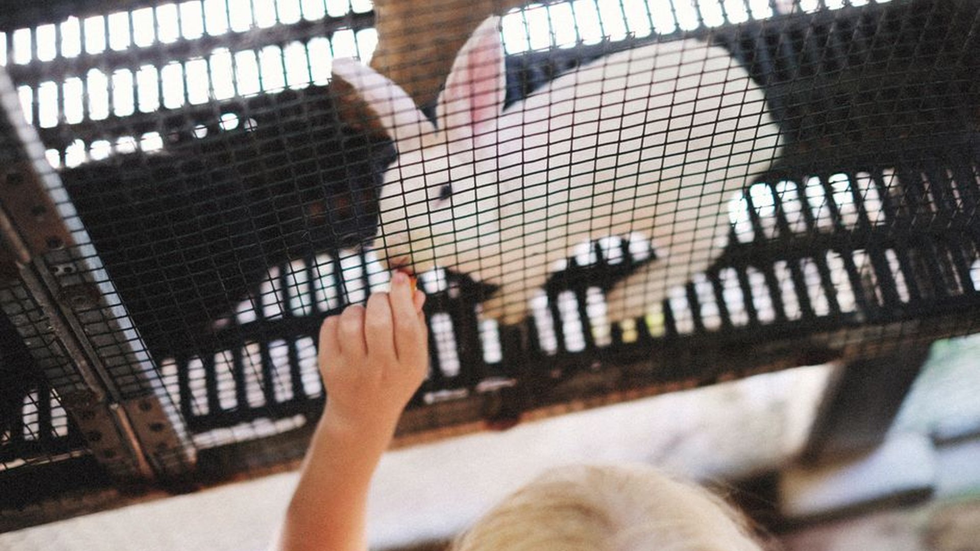 cage with feeding schedule daily routine pet care