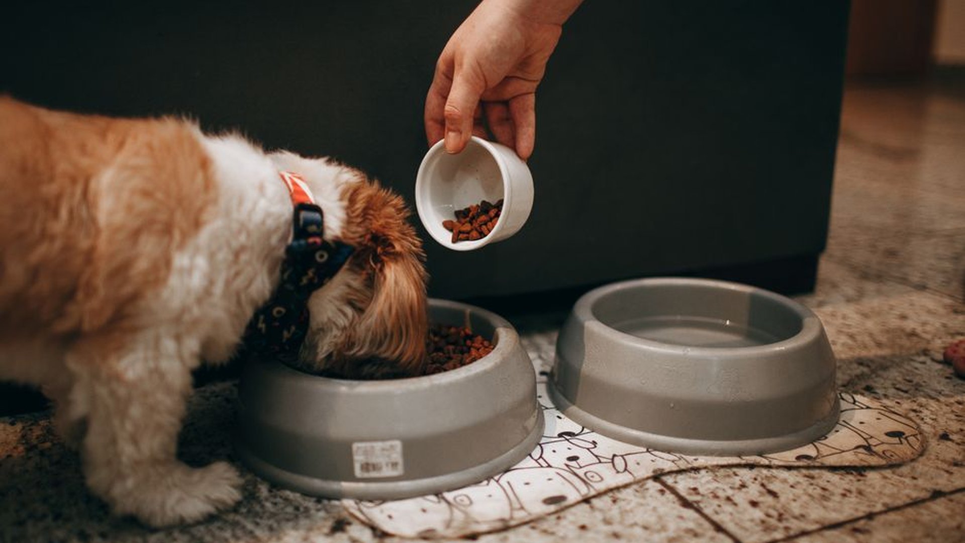 slow feeder dog bowl textured food maze anti bloat