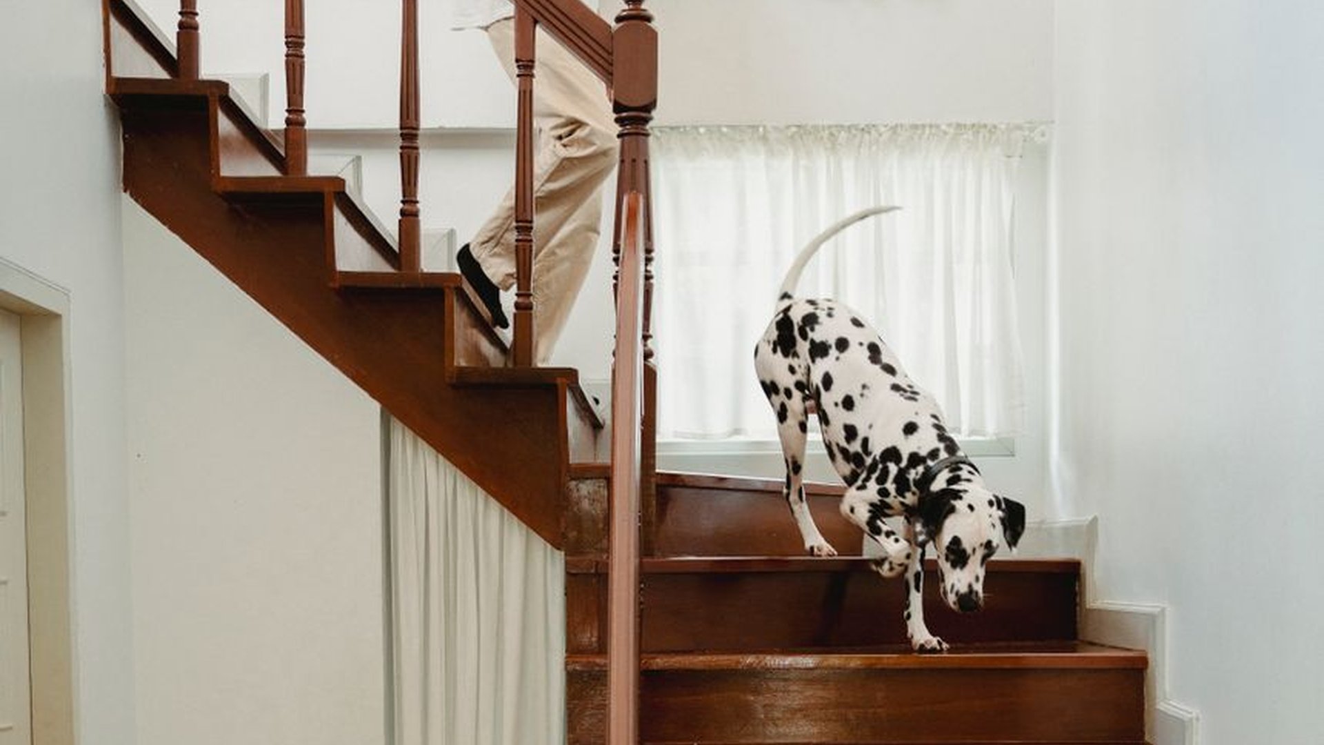 elderly dog climbing stairs slow motion rear legs