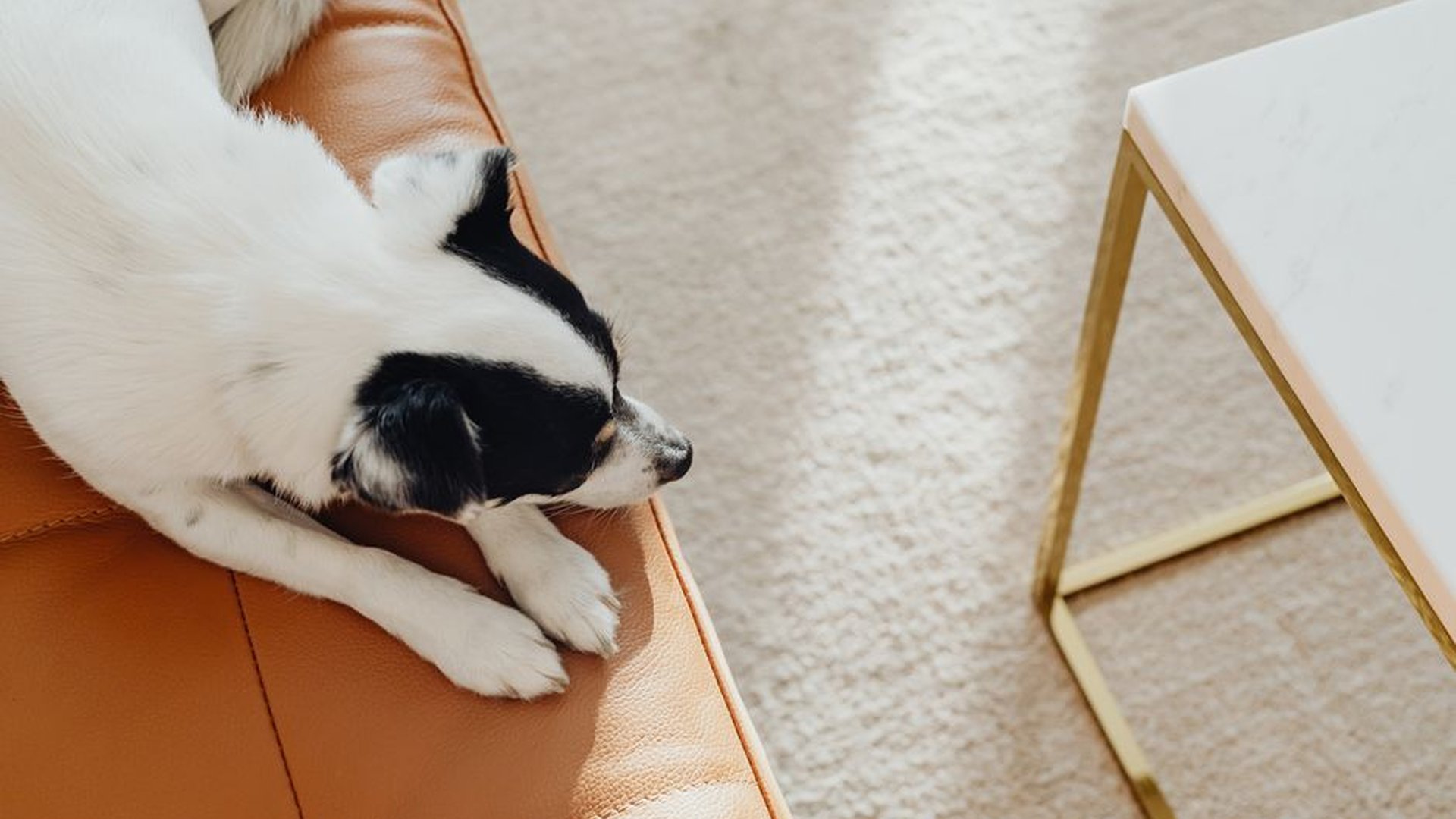quiet dog corner soft lighting white noise machine