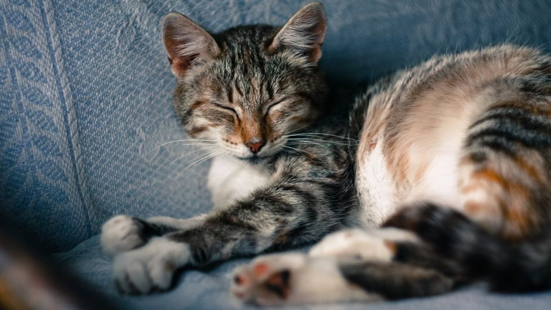 cat sitting quietly on couch eyes half closed tail