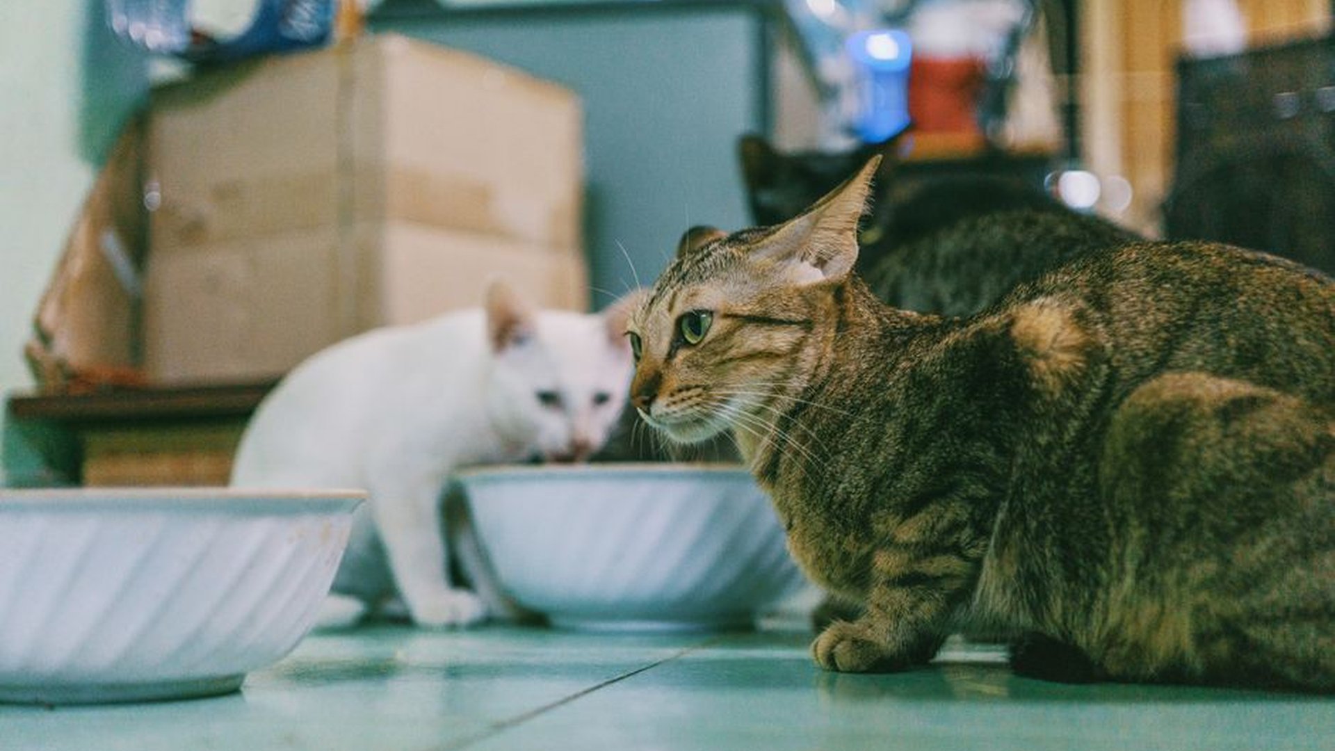 cat eating wet food on kitchen floor   tuna and ch