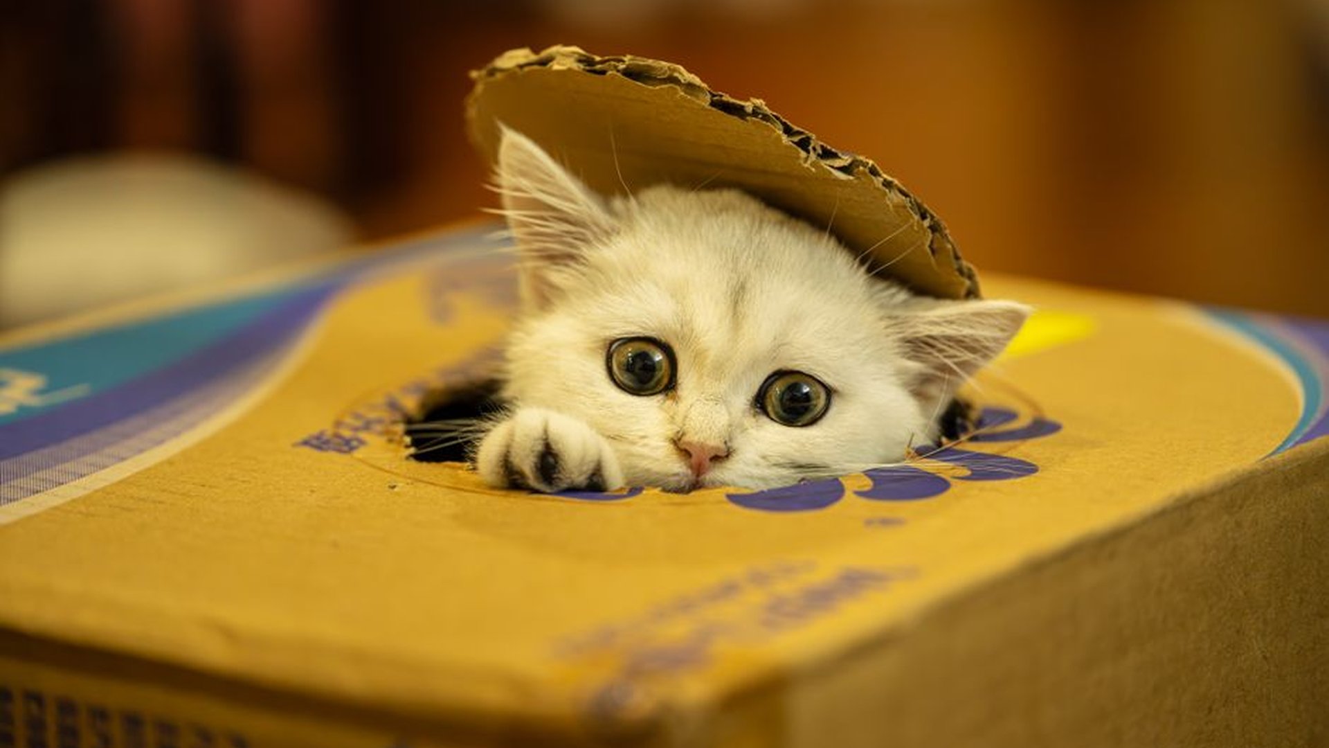 calm cat bedroom soft lighting cat hiding in box p