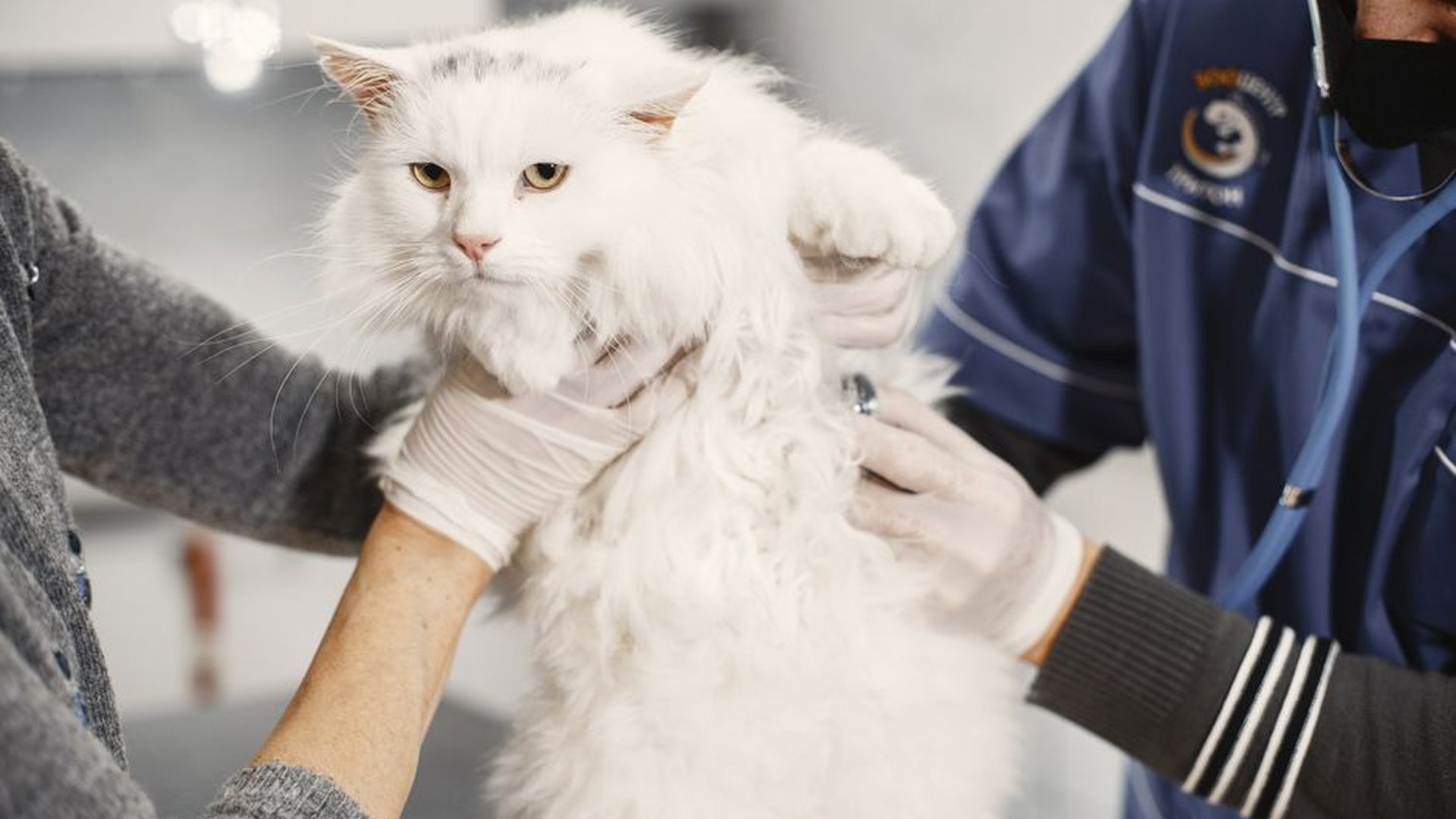 vet office visit cat owner consultation white coat