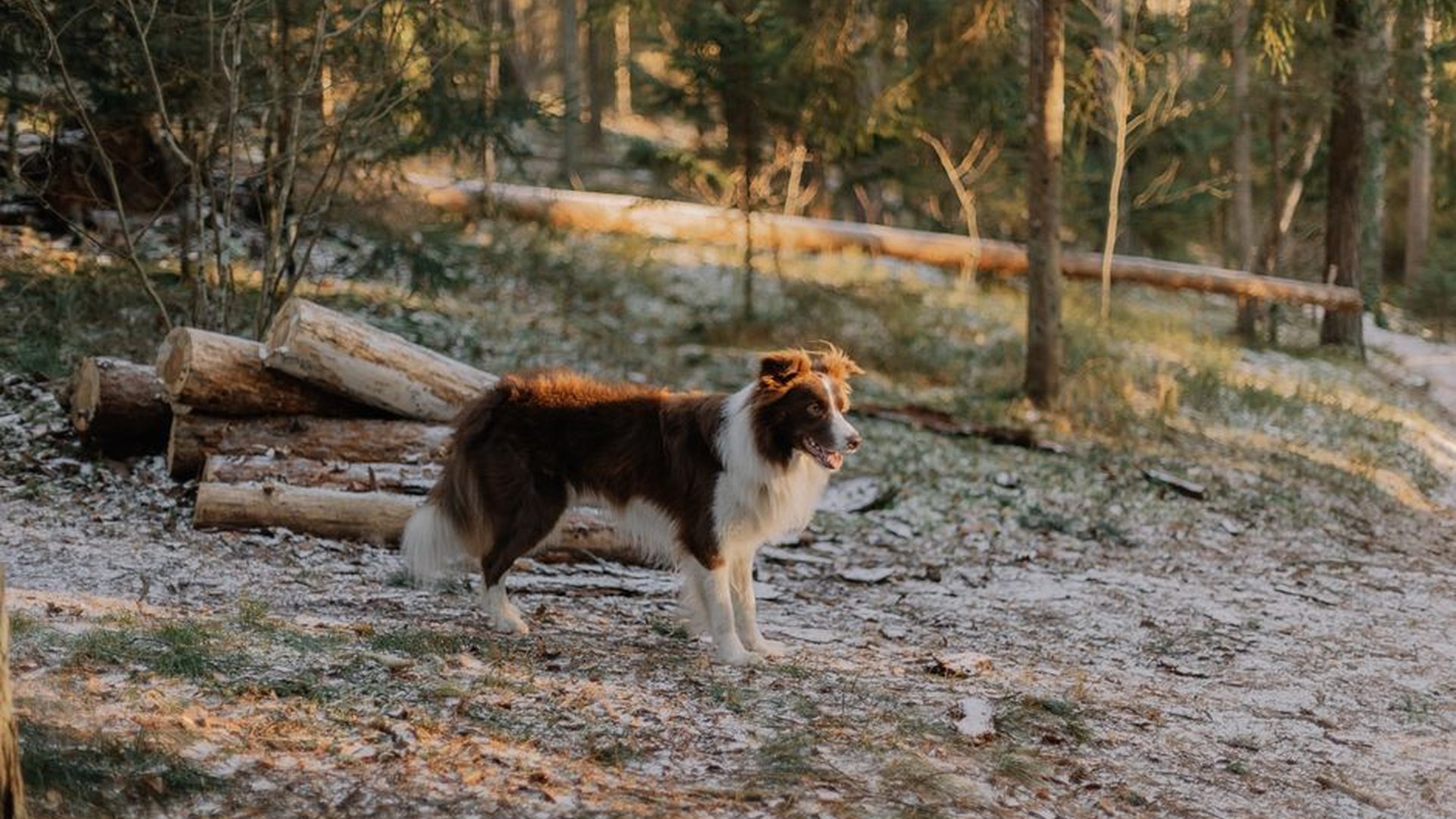 Border Collie hiking rugged terrain search-and-res