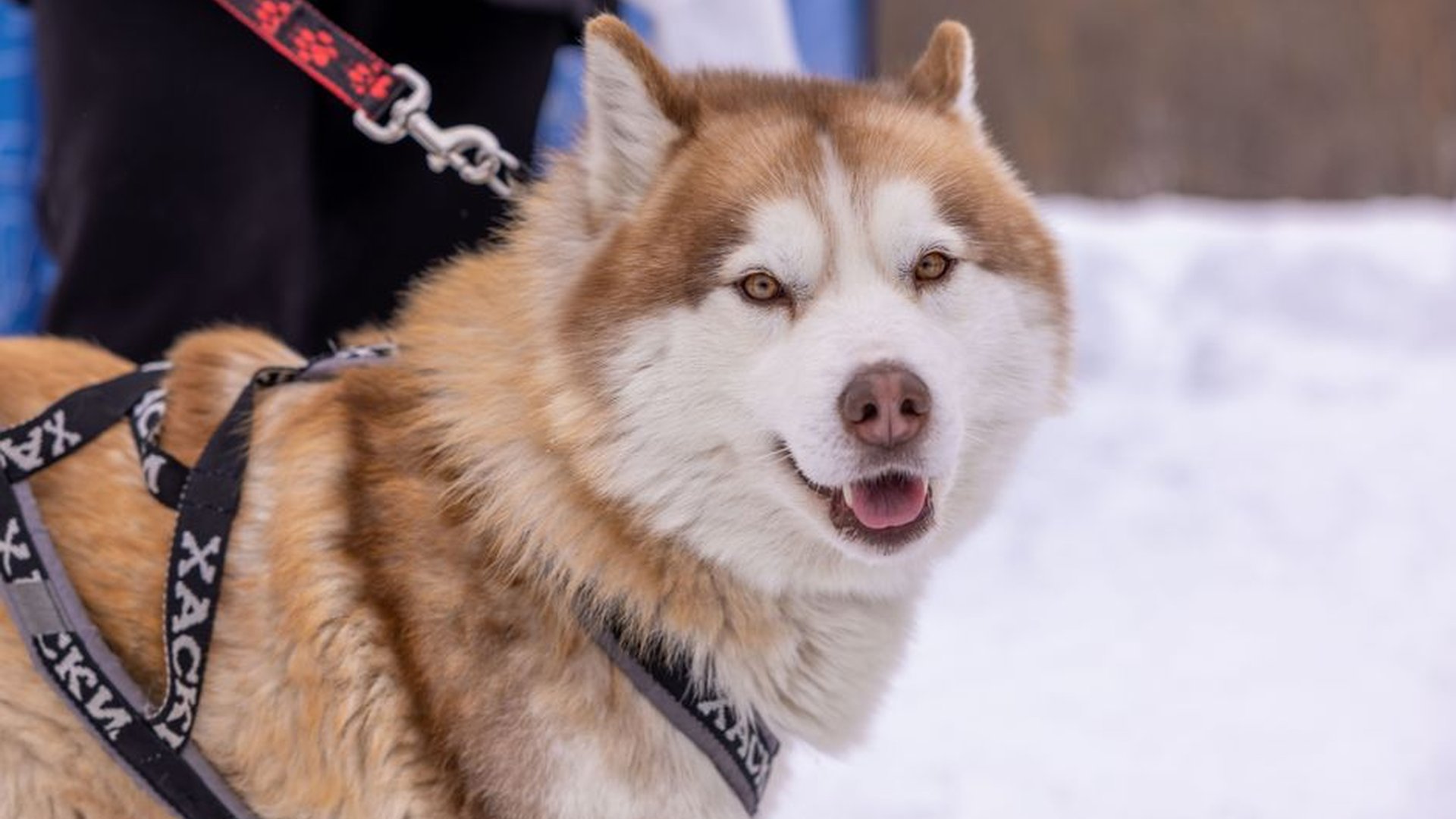 sled dog snow Alaska high-fat food cold weather