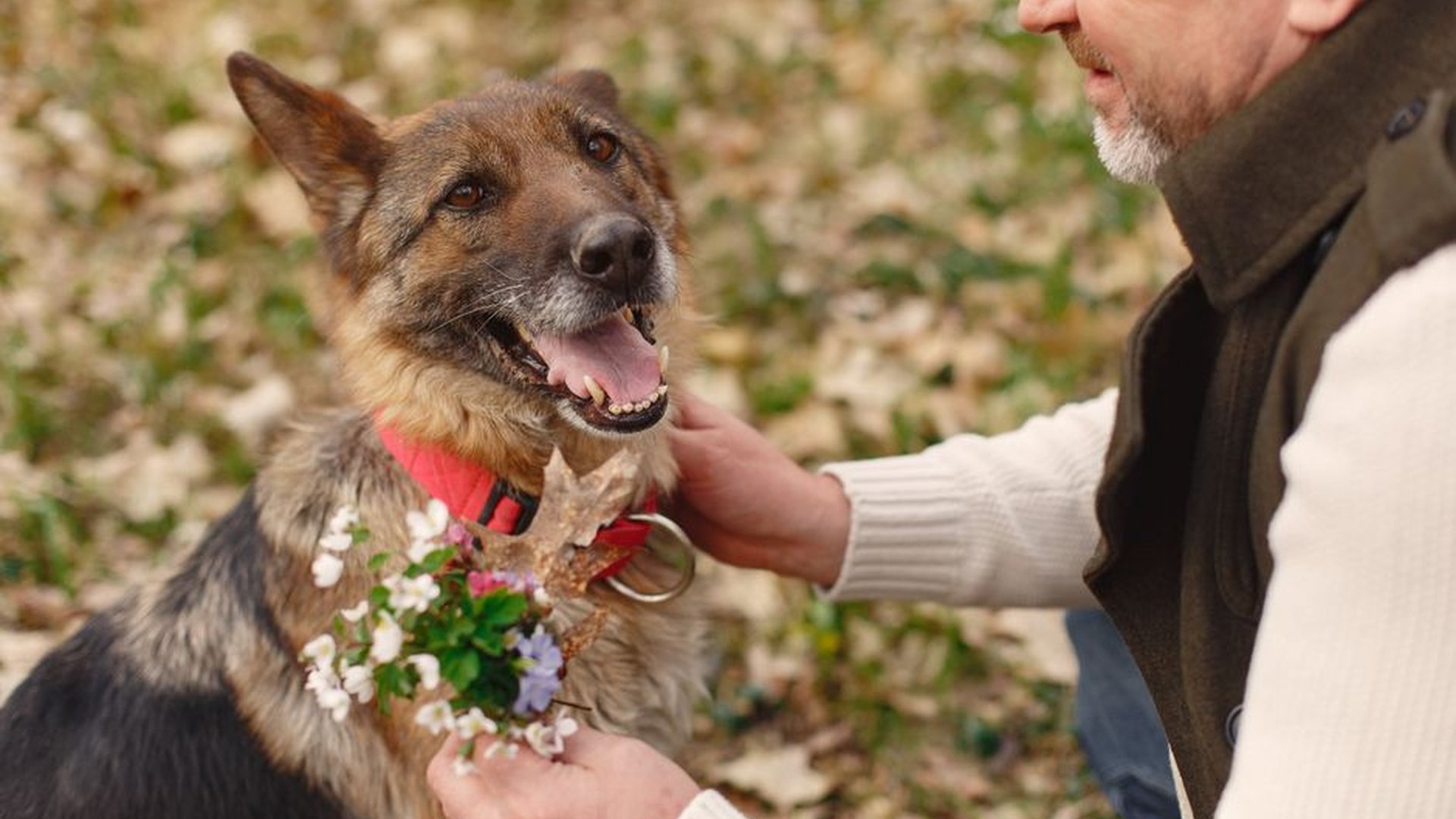 German Shepherd dog aging senior dog arthritis joi