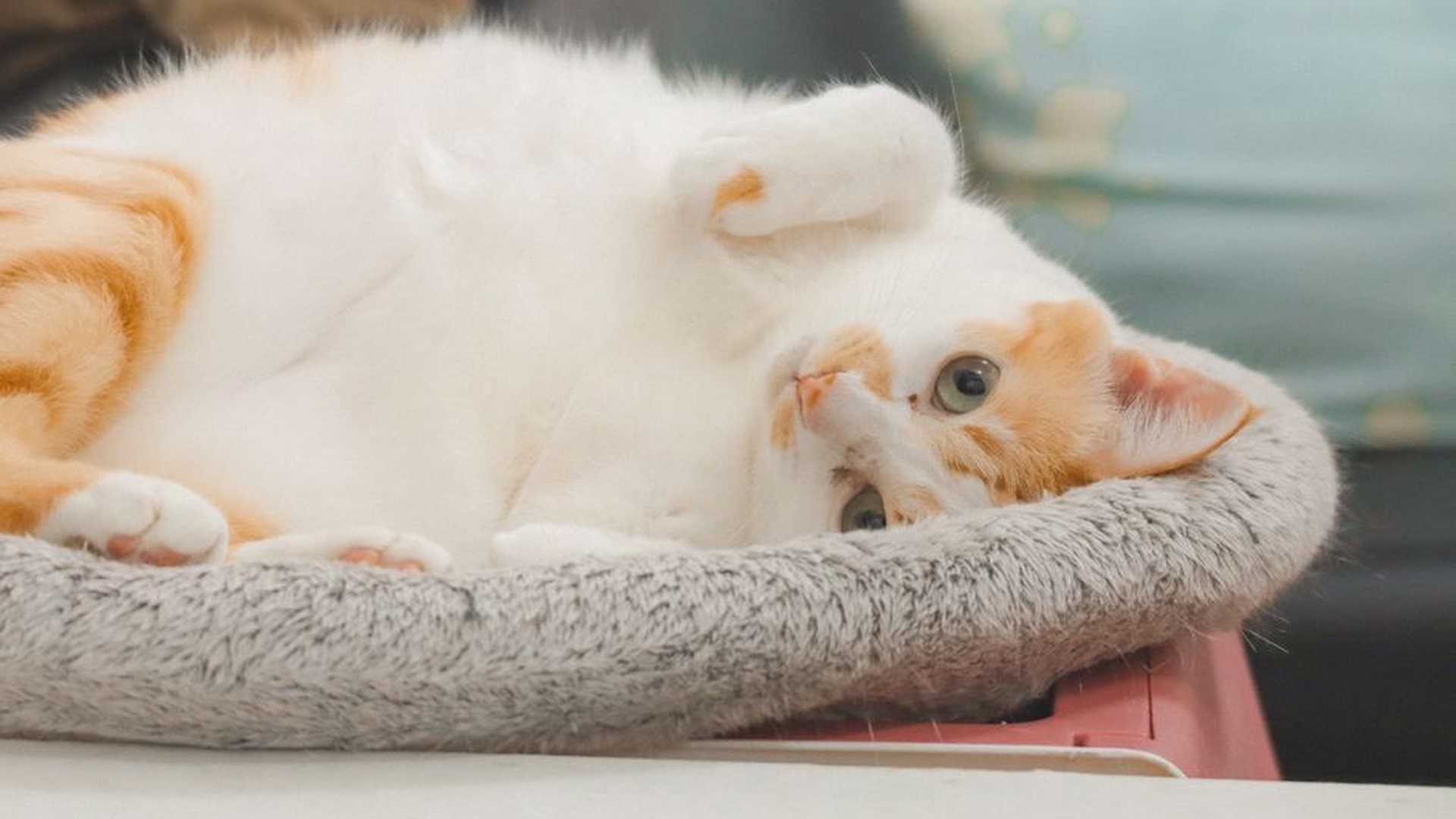 clay cat litter plastic box scooping tray cat scra
