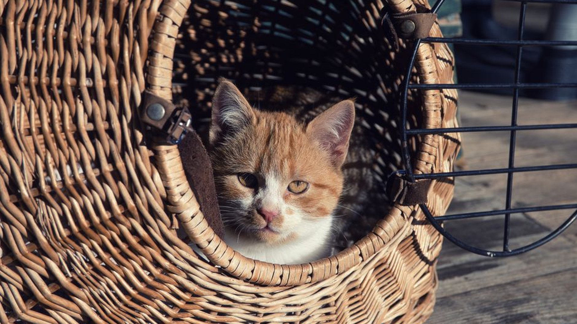 cat carrier with removable liner vented design com
