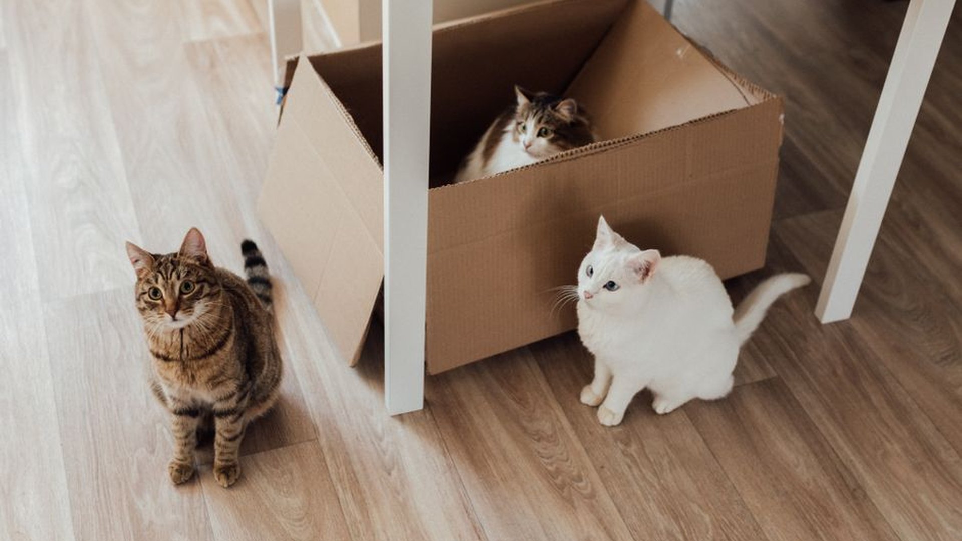 litter box size cat carrier comfort cat instinctua