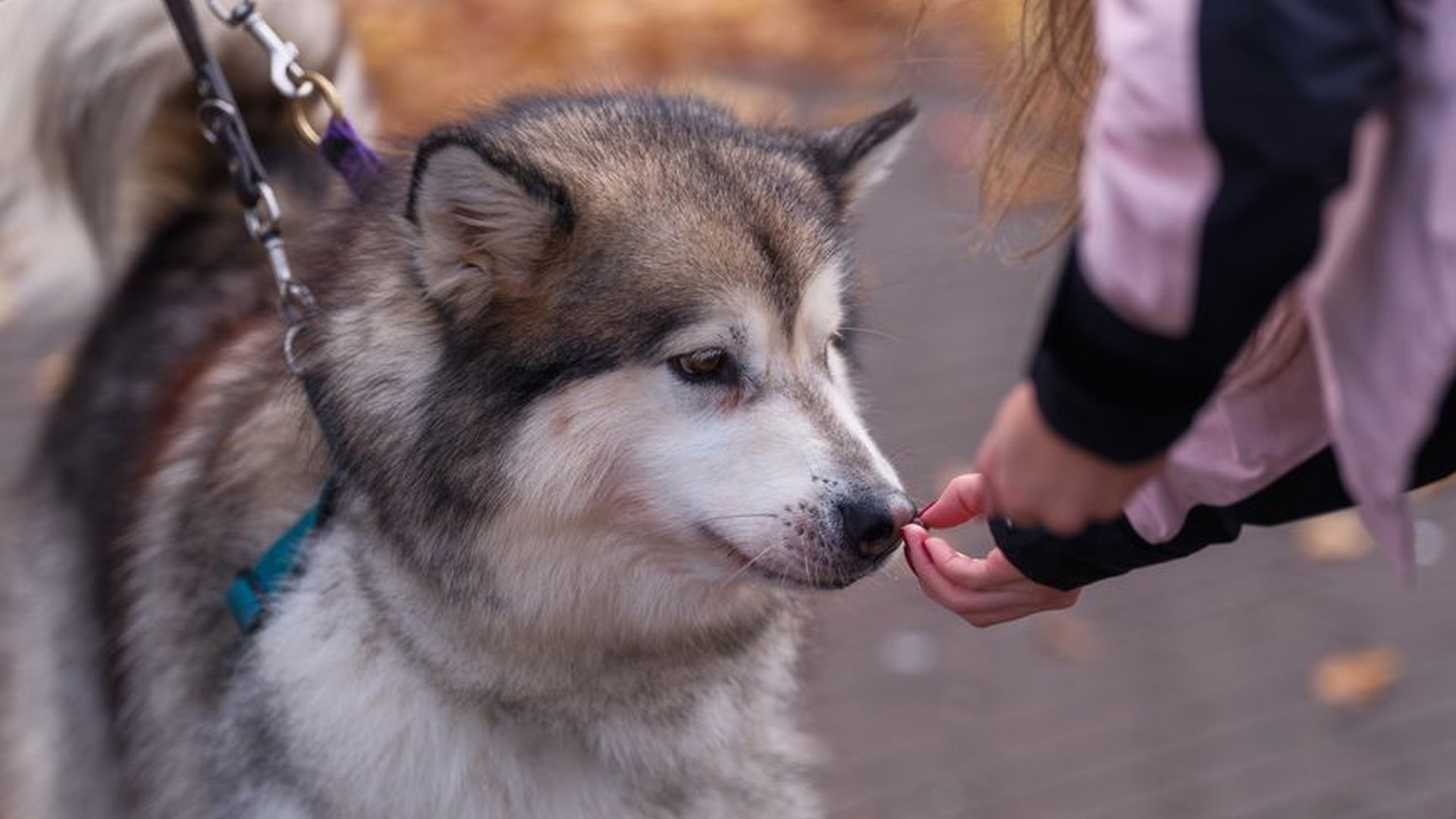 dog sitting calmly treat reward dopamine brain sci