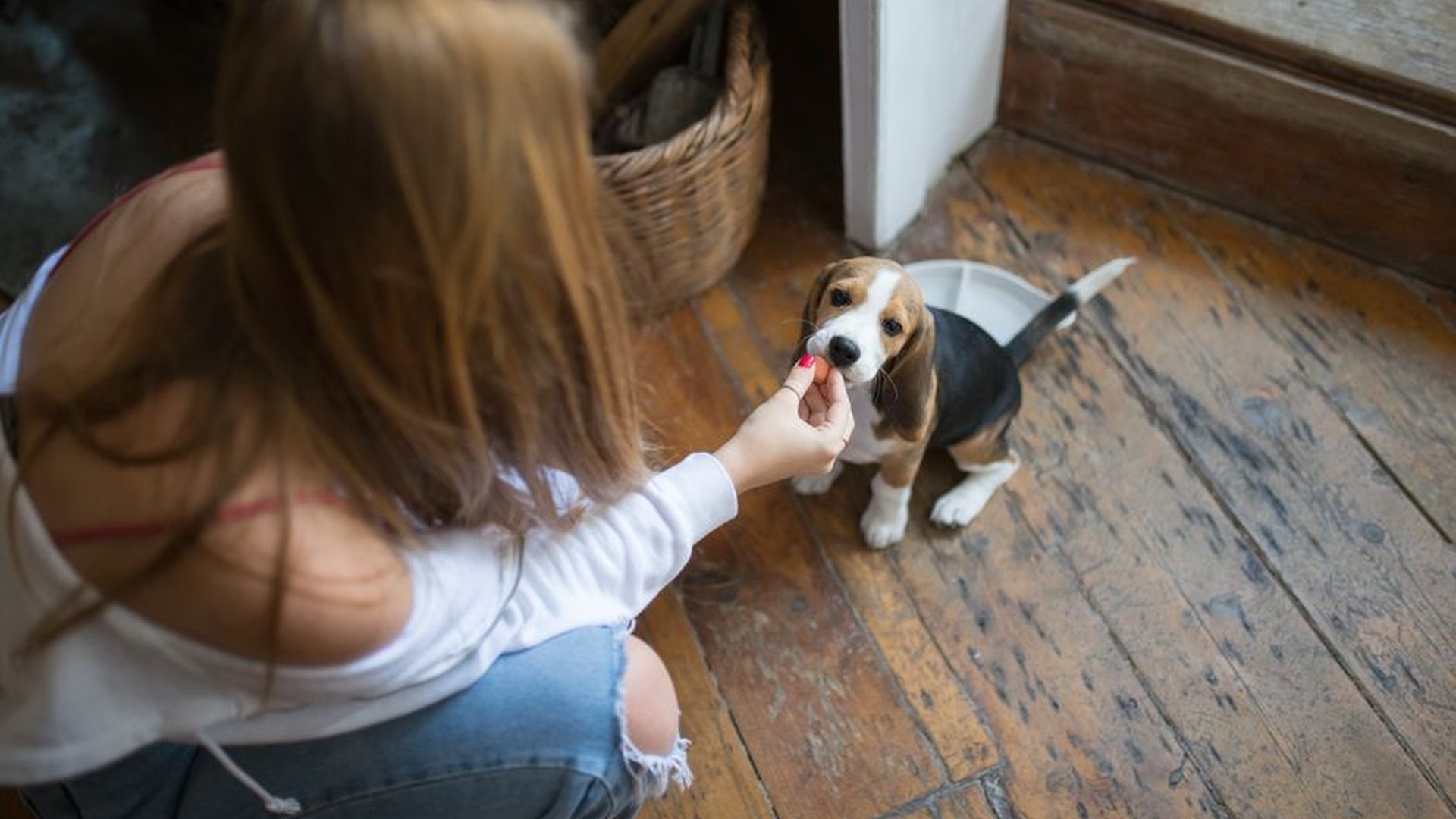 rescue dog sitting on floor treat in mouth own
