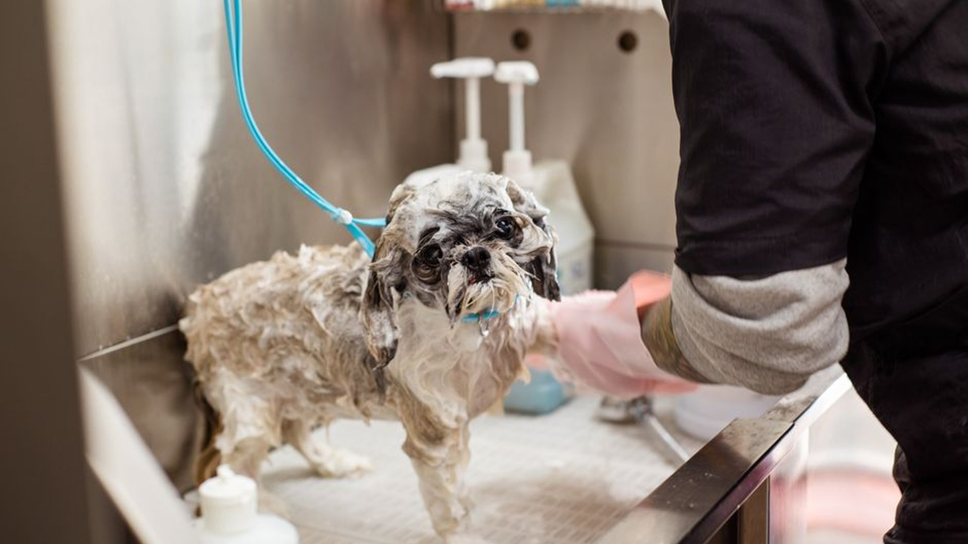 dog shampoo bottle oatmeal aloe tear-free bath sin