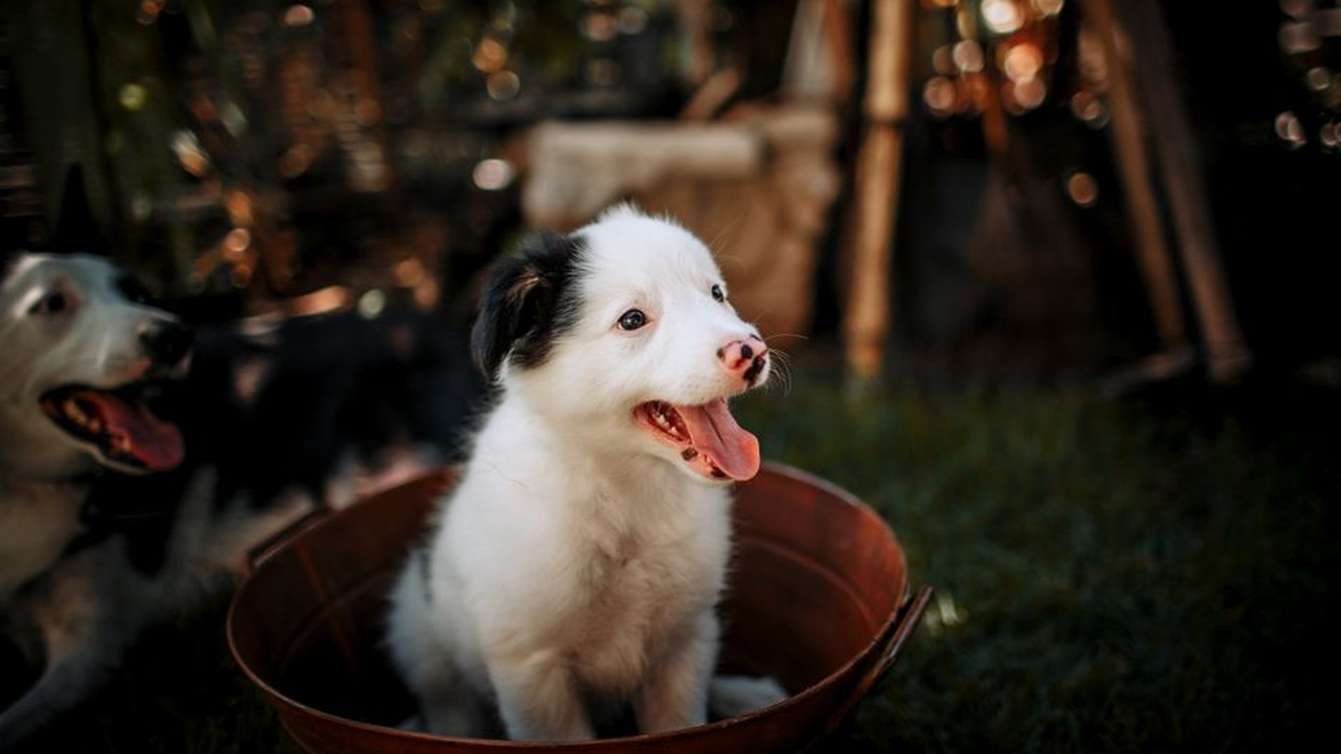dog bathroom training shallow tub lukewarm water c