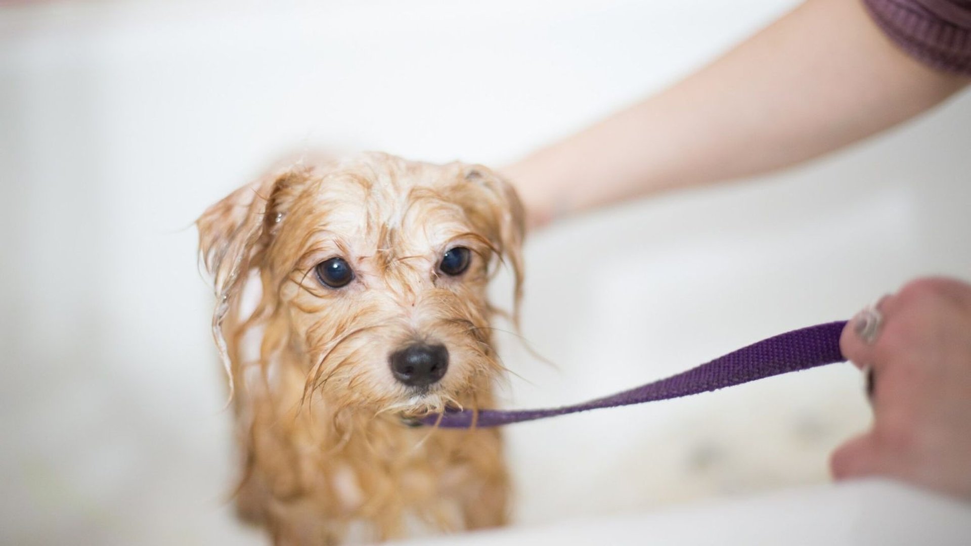 dog bathing underarms paws tail behind ears soft b