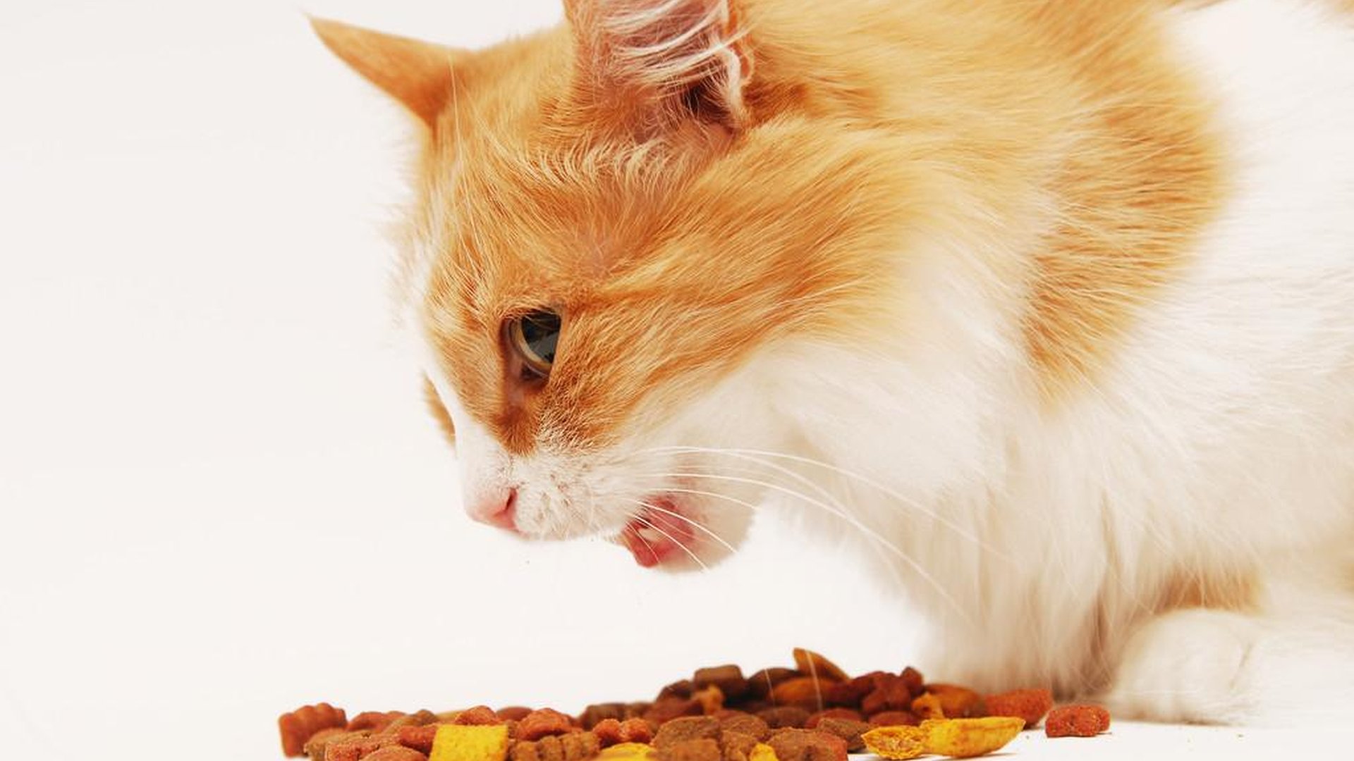 cat eating food bowl kibble digestive upset upset