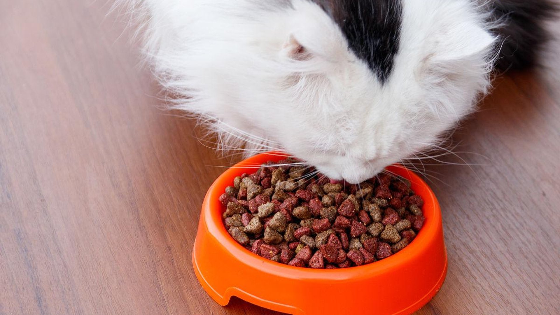cat food bowl fresh kibble healthy digestion felin