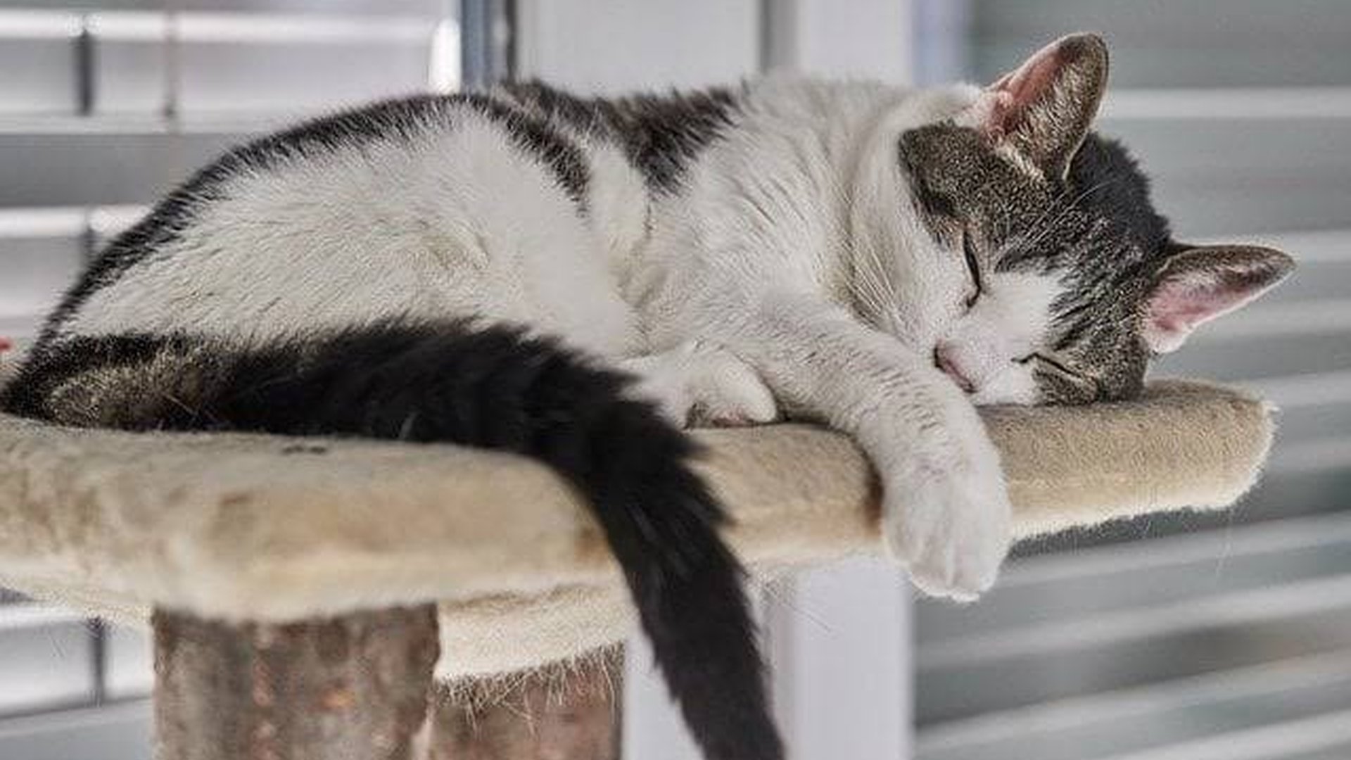 small cat tree senior cat soft mattress low profil