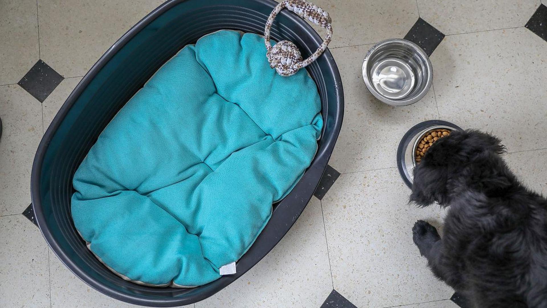 potty pad mat crate corner absorbent floor pad pup