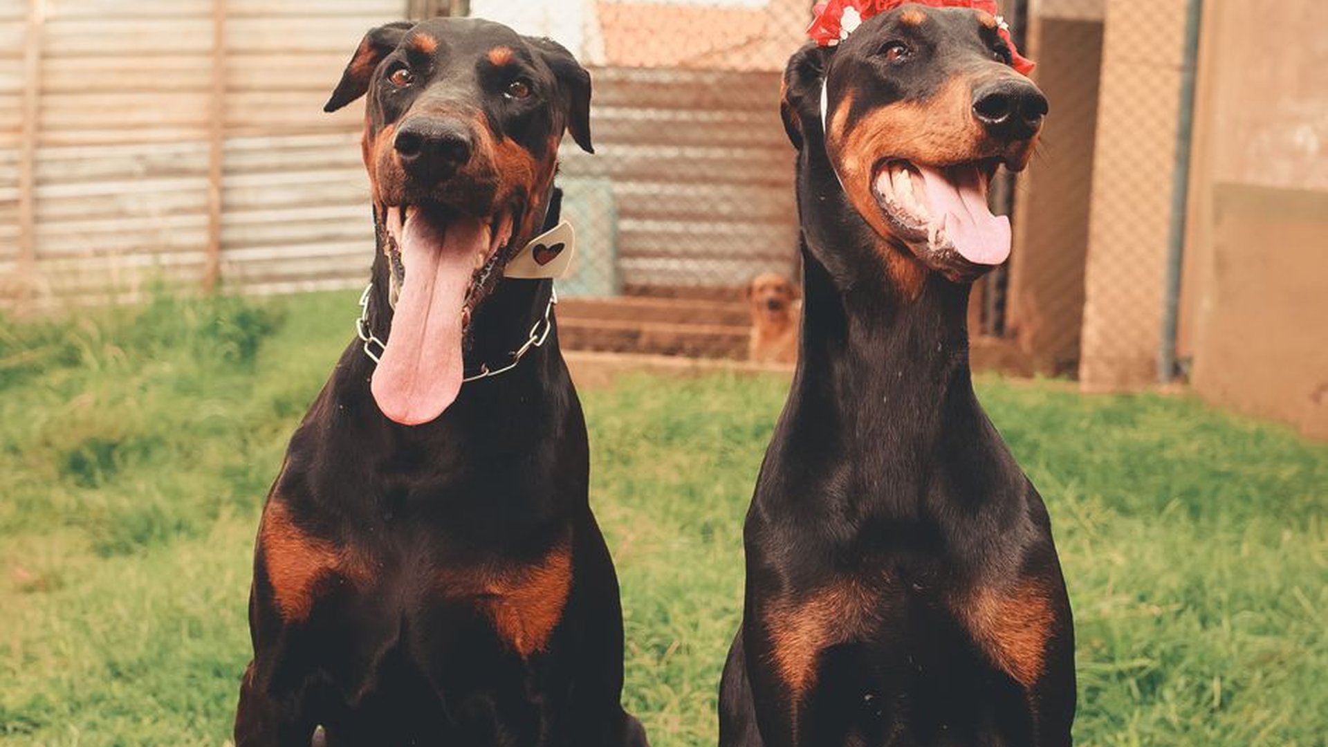 Doberman dog heart condition genetic research univ