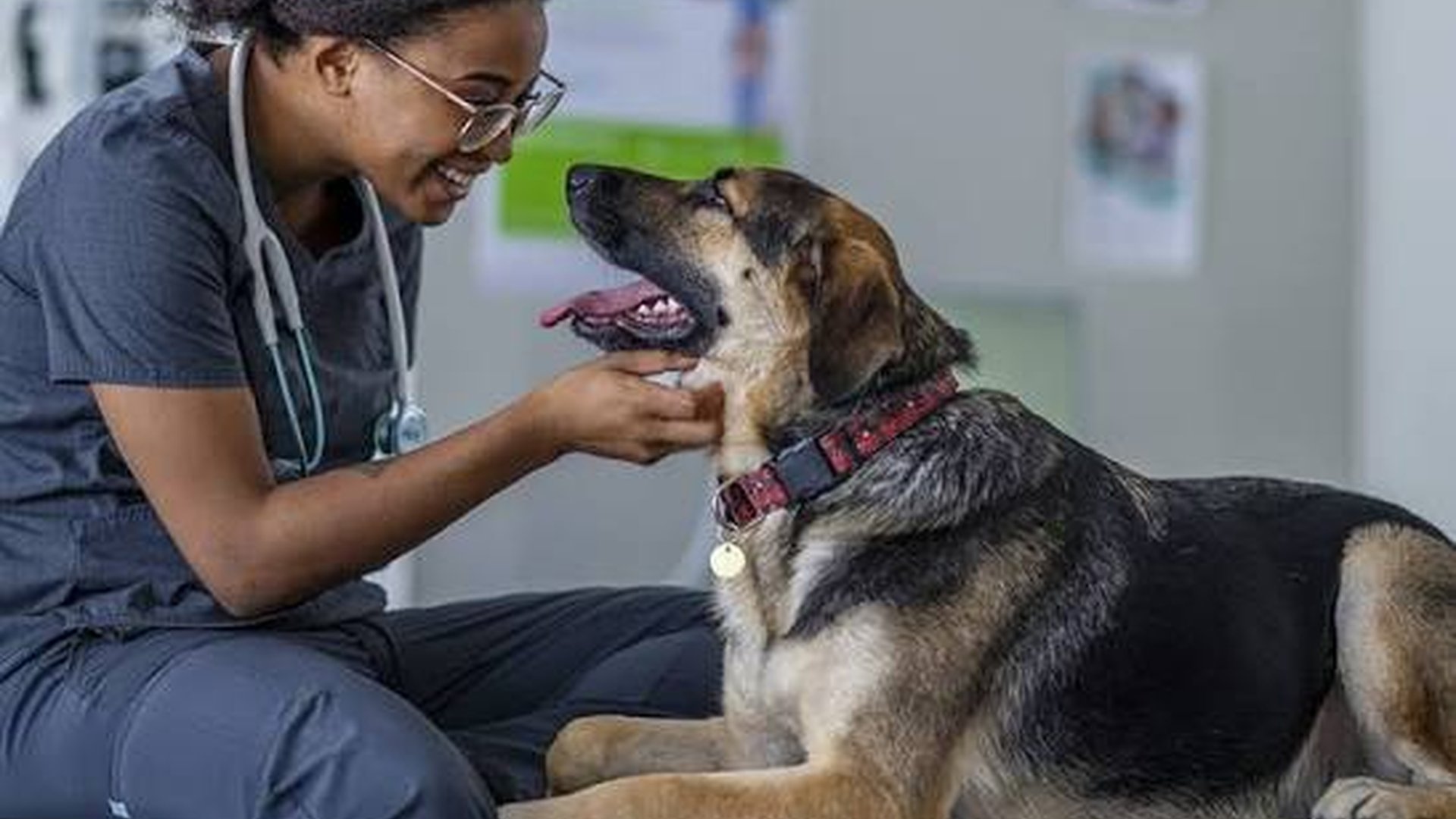 veterinarian dog exam medical records breed health