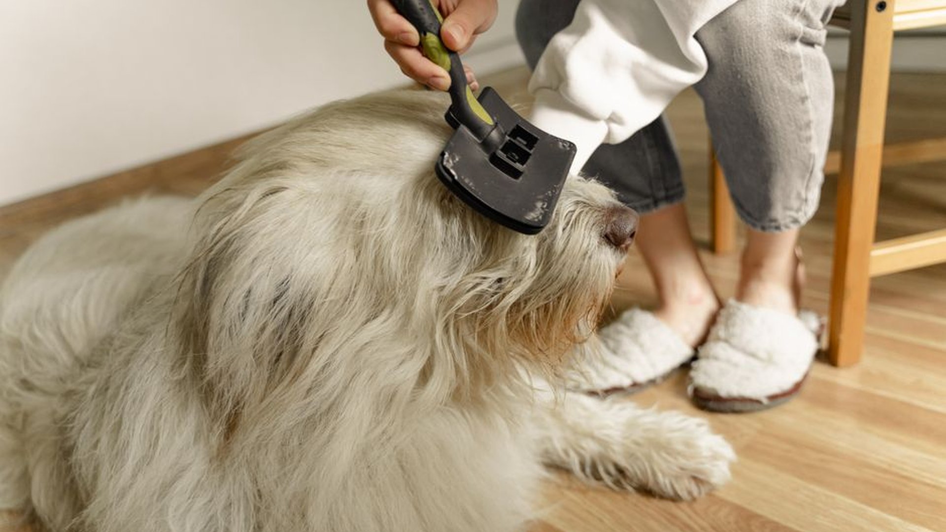 long-haired dog brushing daily grooming brush fur