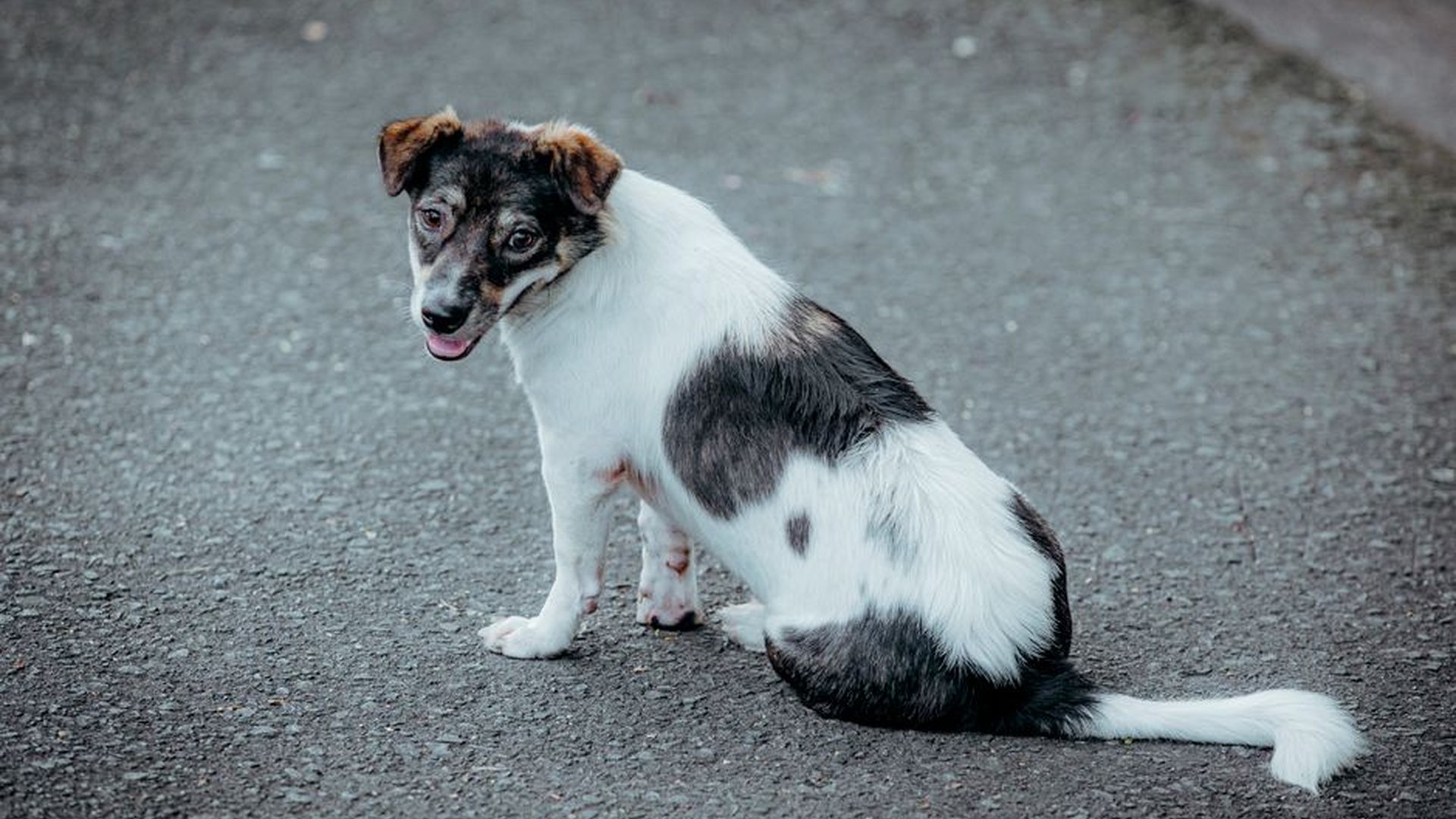 dog with patchy hair loss dry skin dull coat hypot