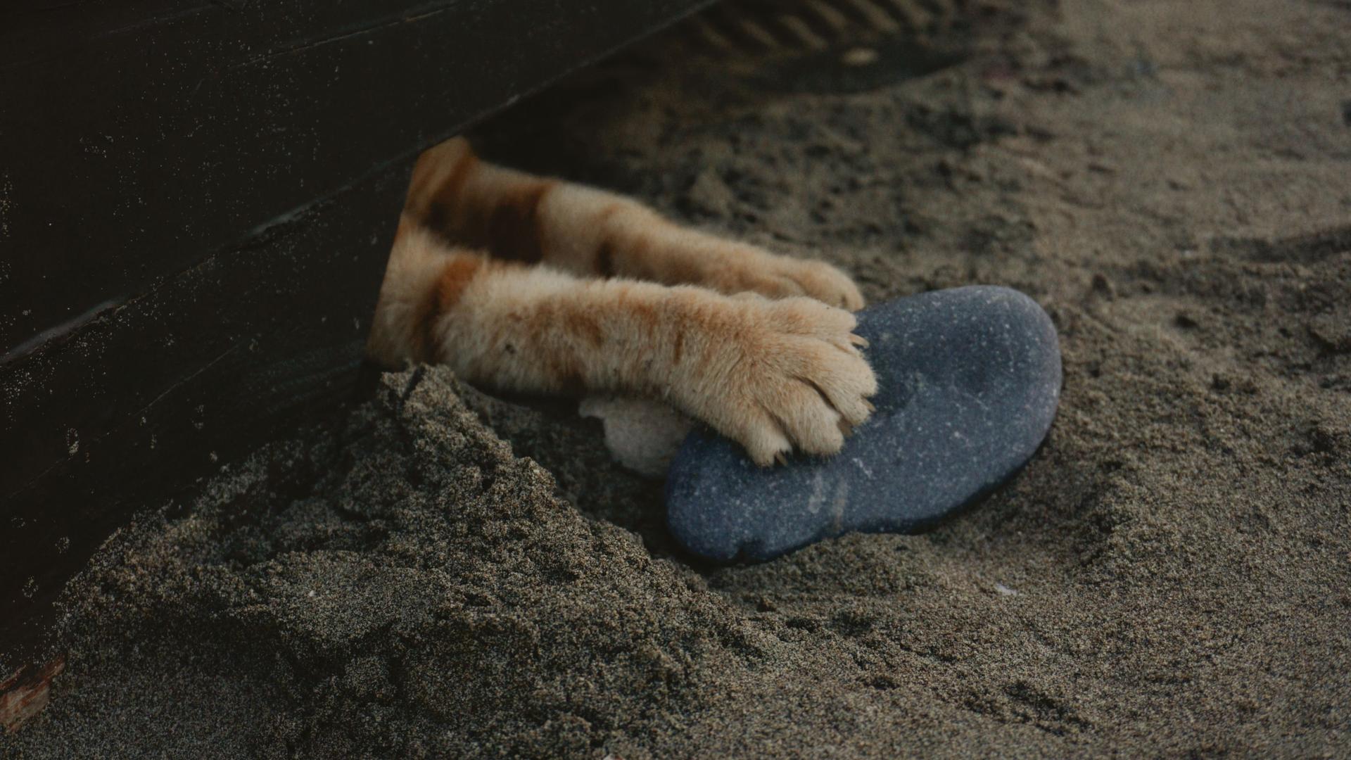 cat with overgrown nails paw on rocky path pebbles