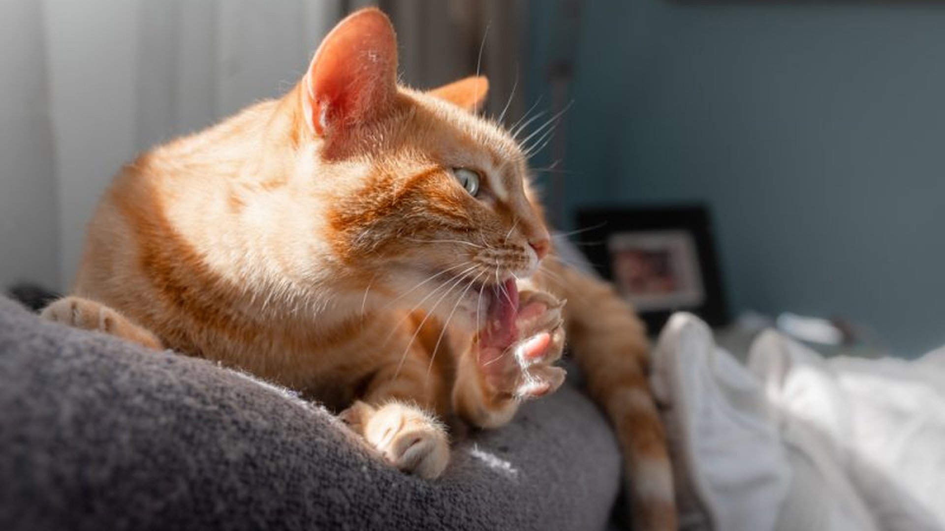 cat with sore nails lying quietly on bed avoiding