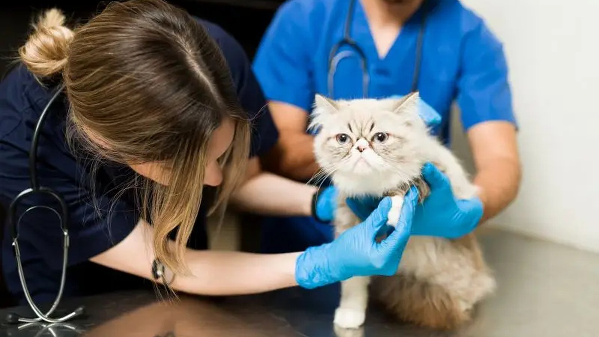 cat limping paw injury bleeding nail vet visit