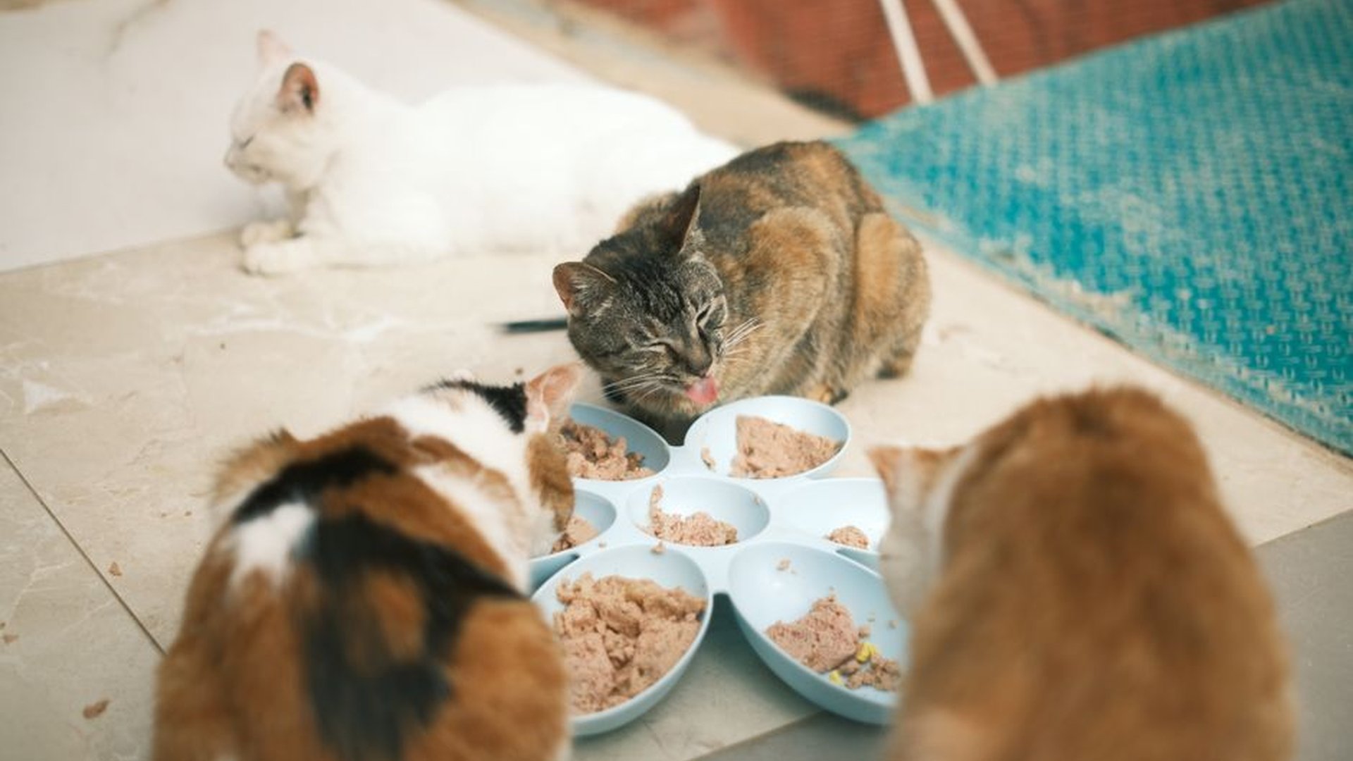 kitten eating from bowl 7-day food transition grad
