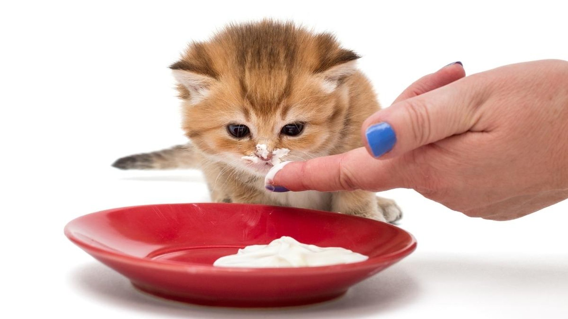 kitten eating from bowl nutritionally complete foo