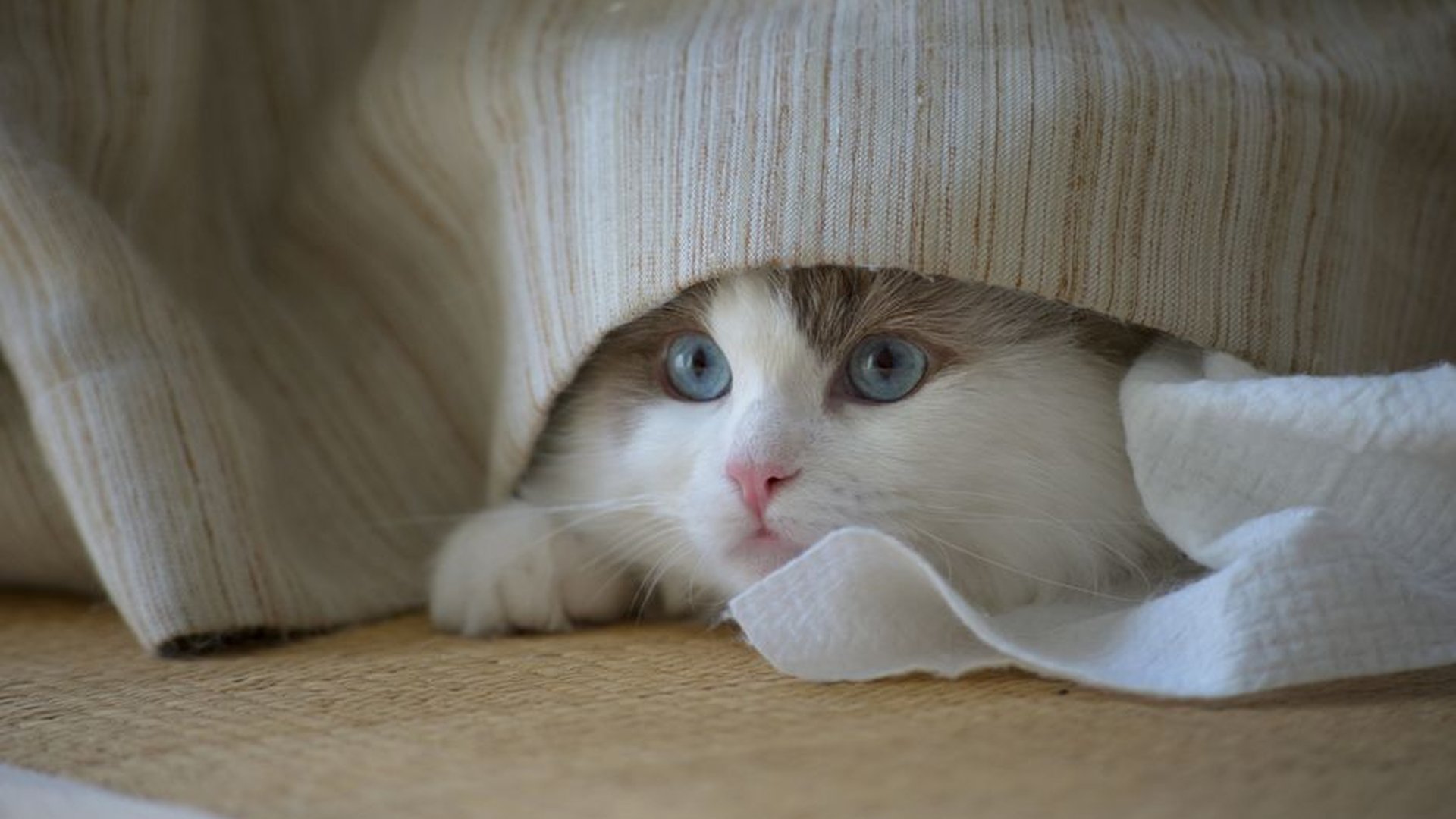 kitten hiding corner  refusal to eat  excessive gr