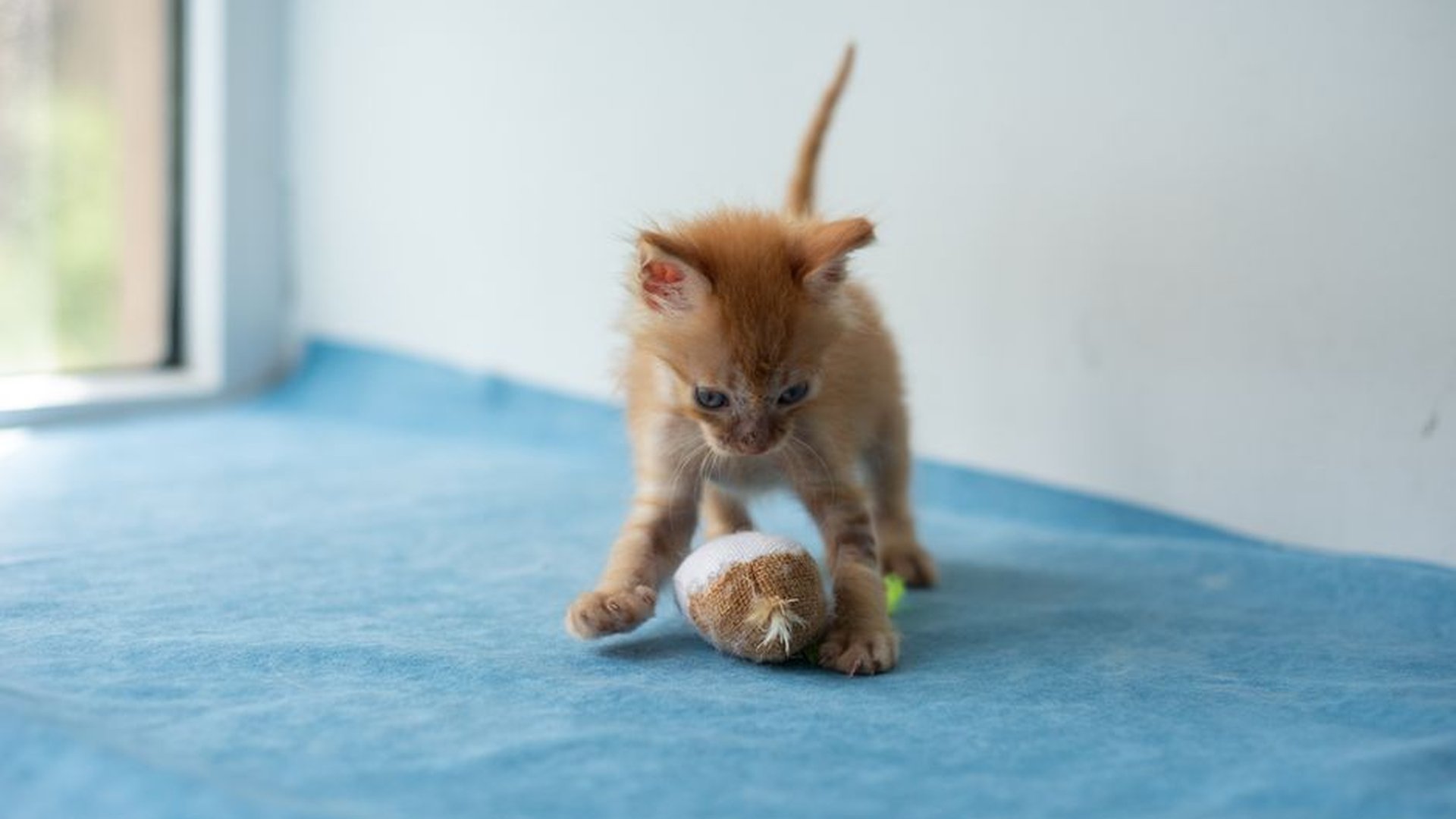 newborn kitten tiny fur curled up   kitten standin