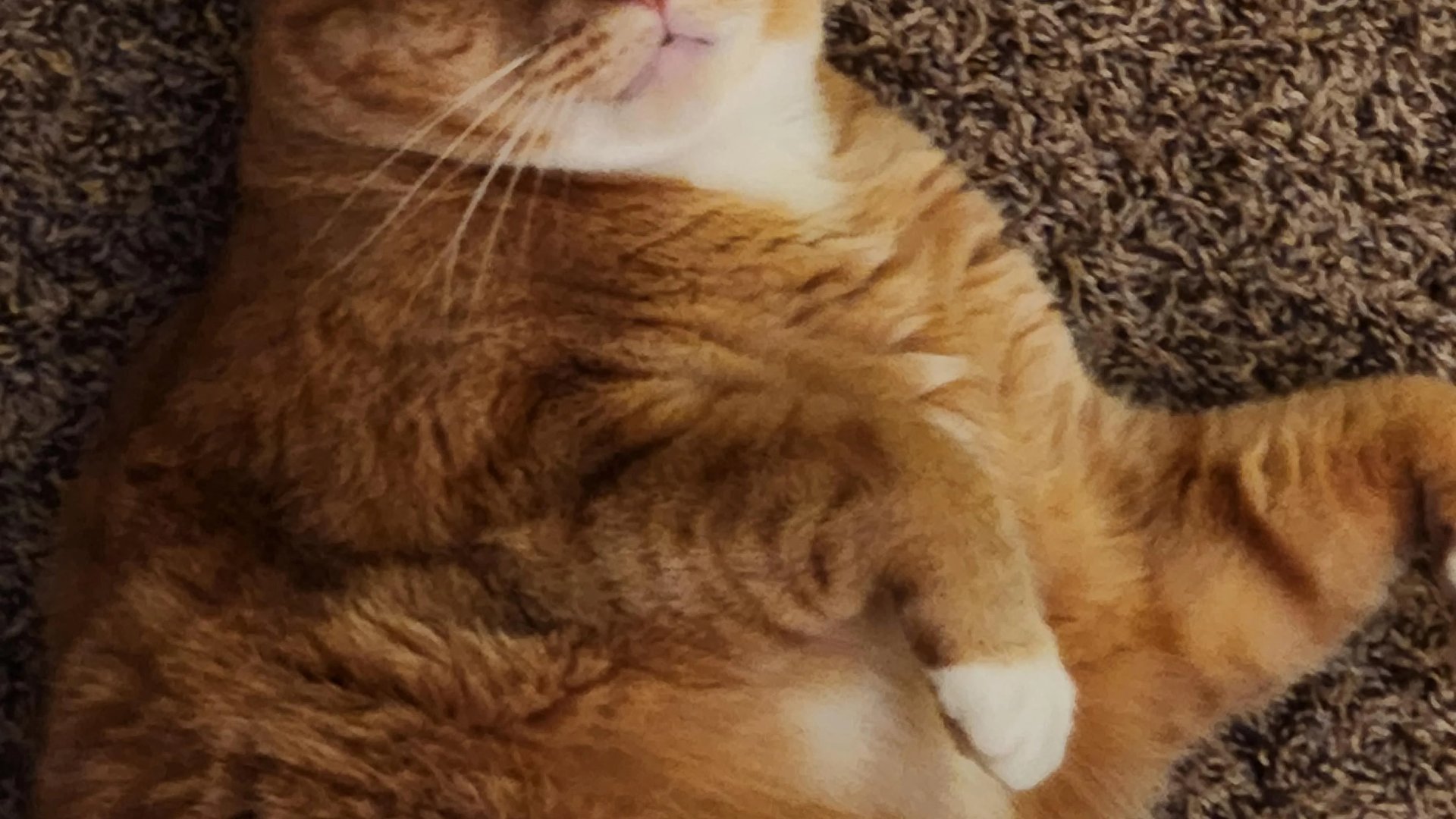 kitten 6 months old adult teeth fur texture playfu