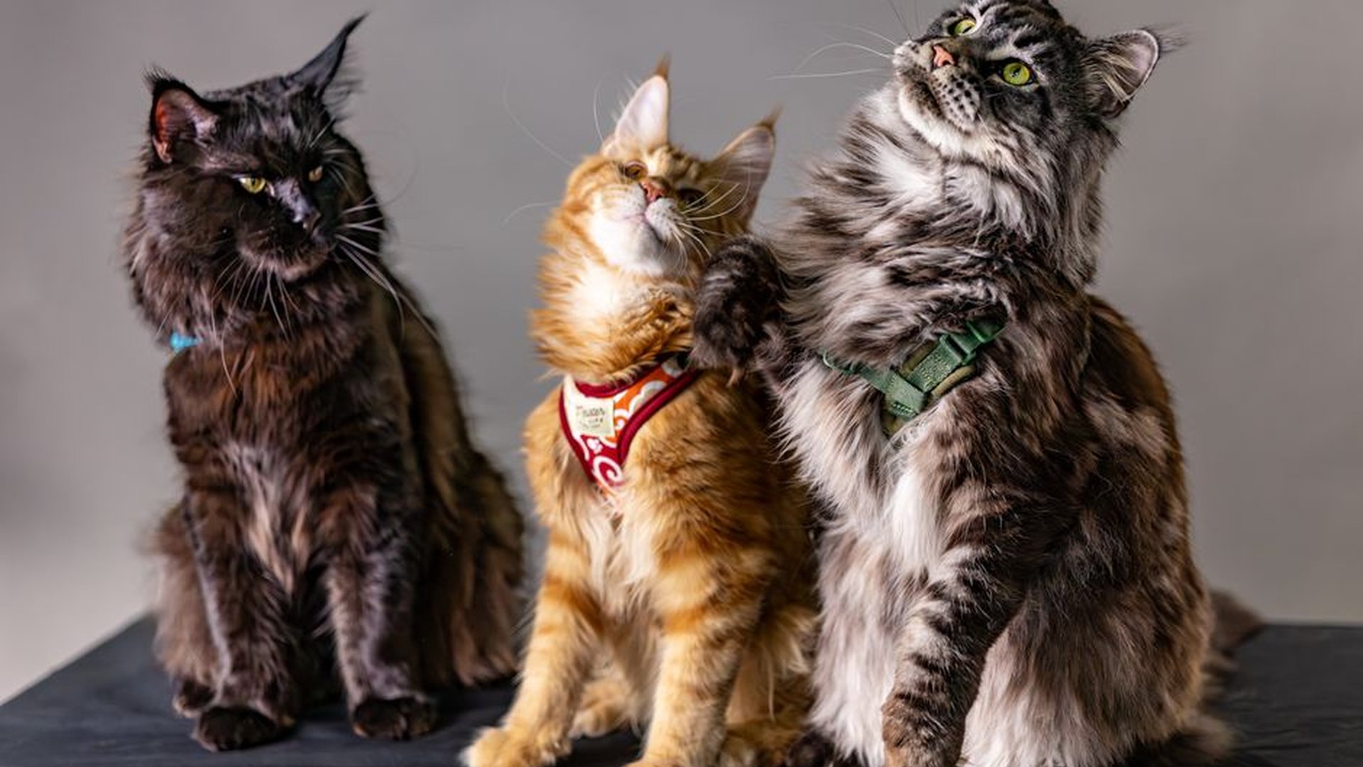 12-month-old cat adult cat Maine Coon Ragdoll kitt