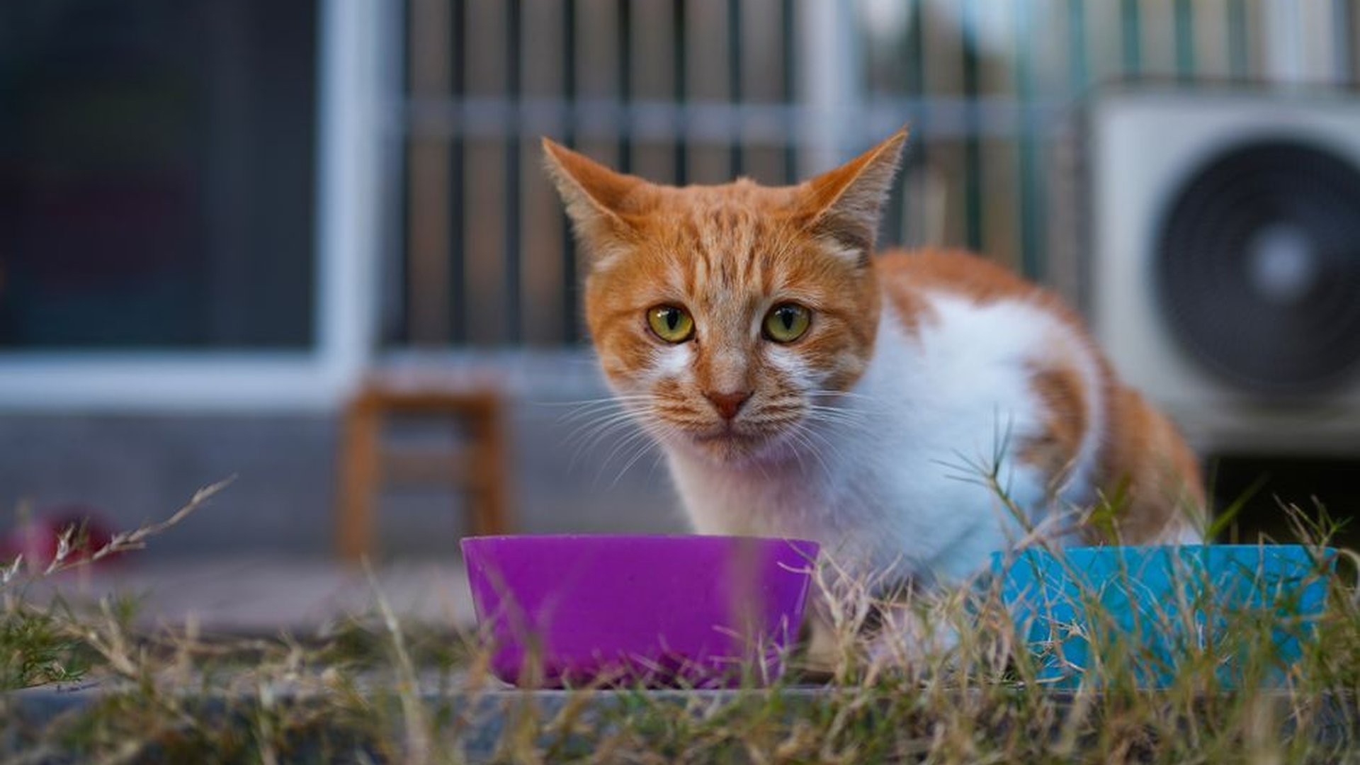 kitten food bowl adult cat feeding transition over