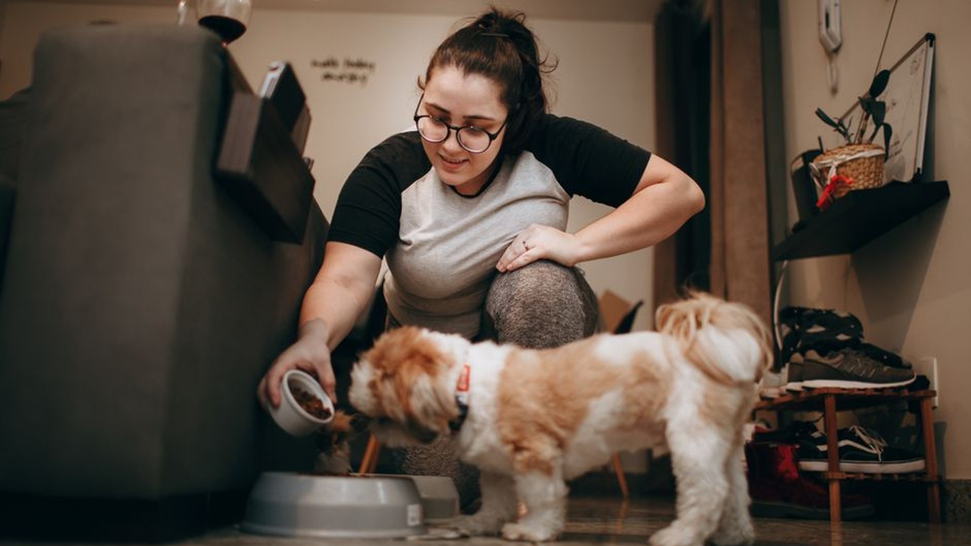 warm dog food bowl kitchen counter pet parent feed