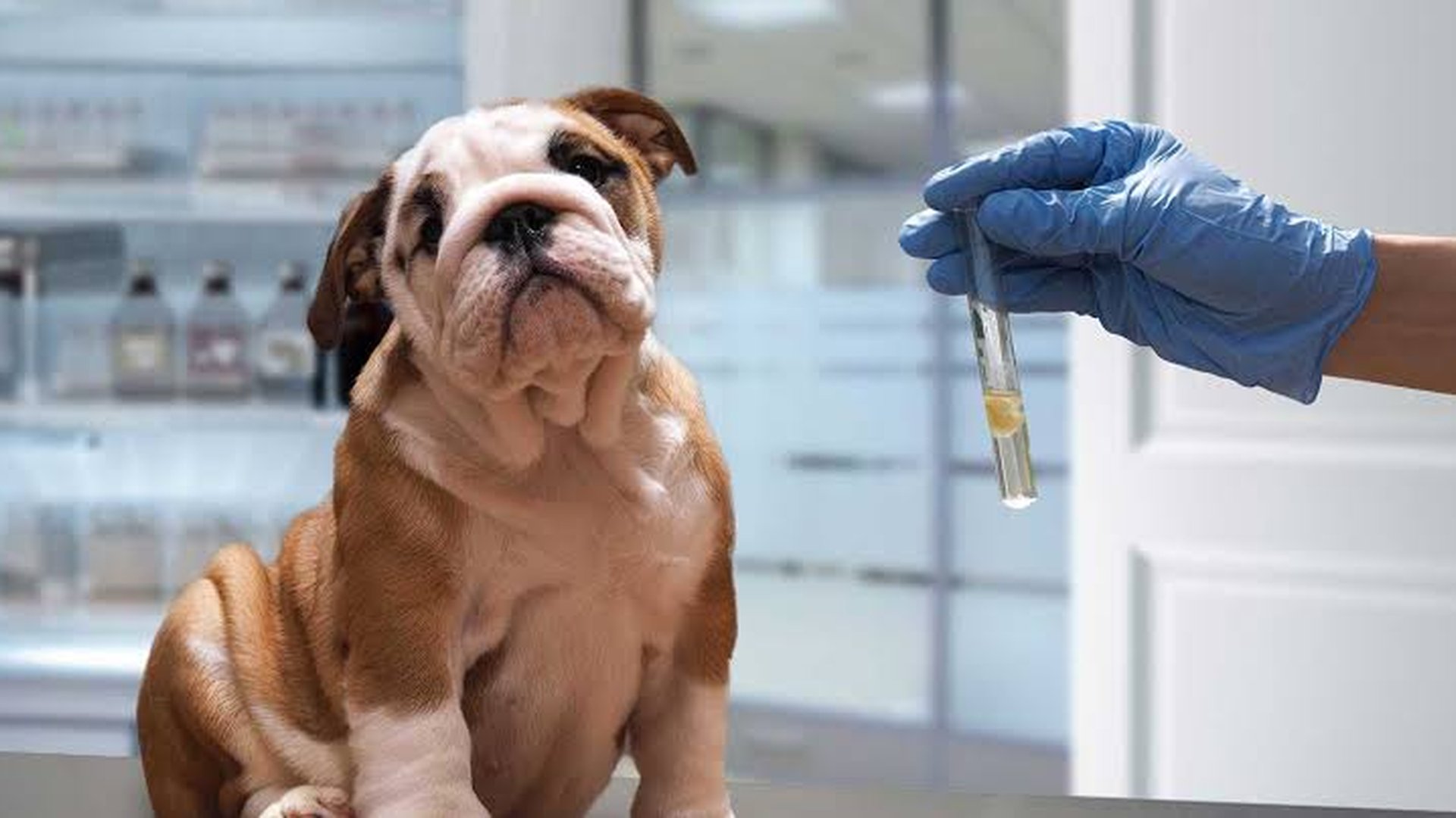 veterinarian consultation dog bloodwork prescripti