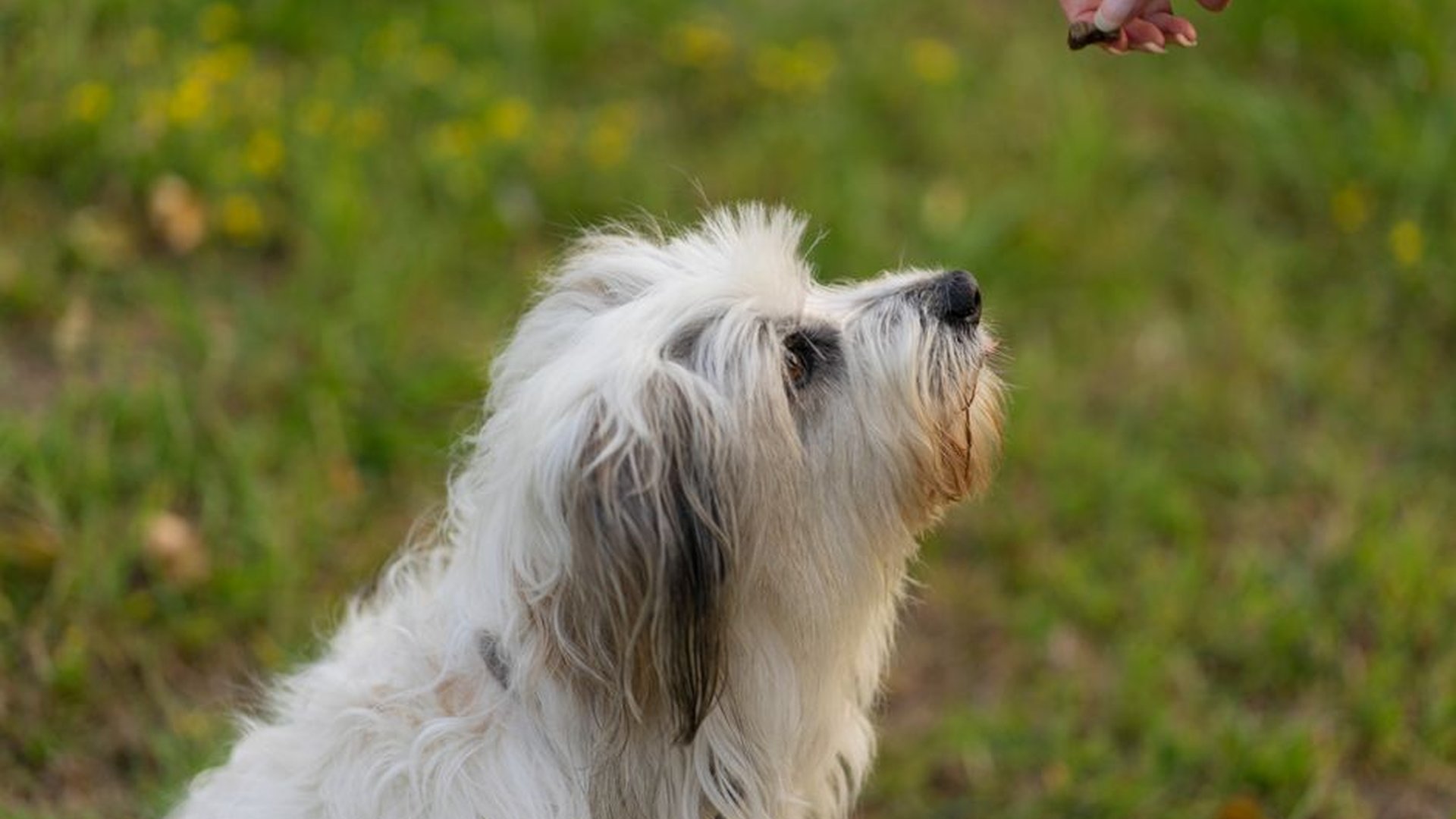 small dog treat quarter size training reward bite