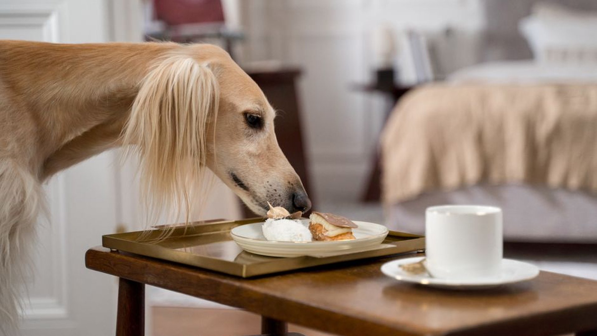 dog sniffing treats different flavors beef fish bo